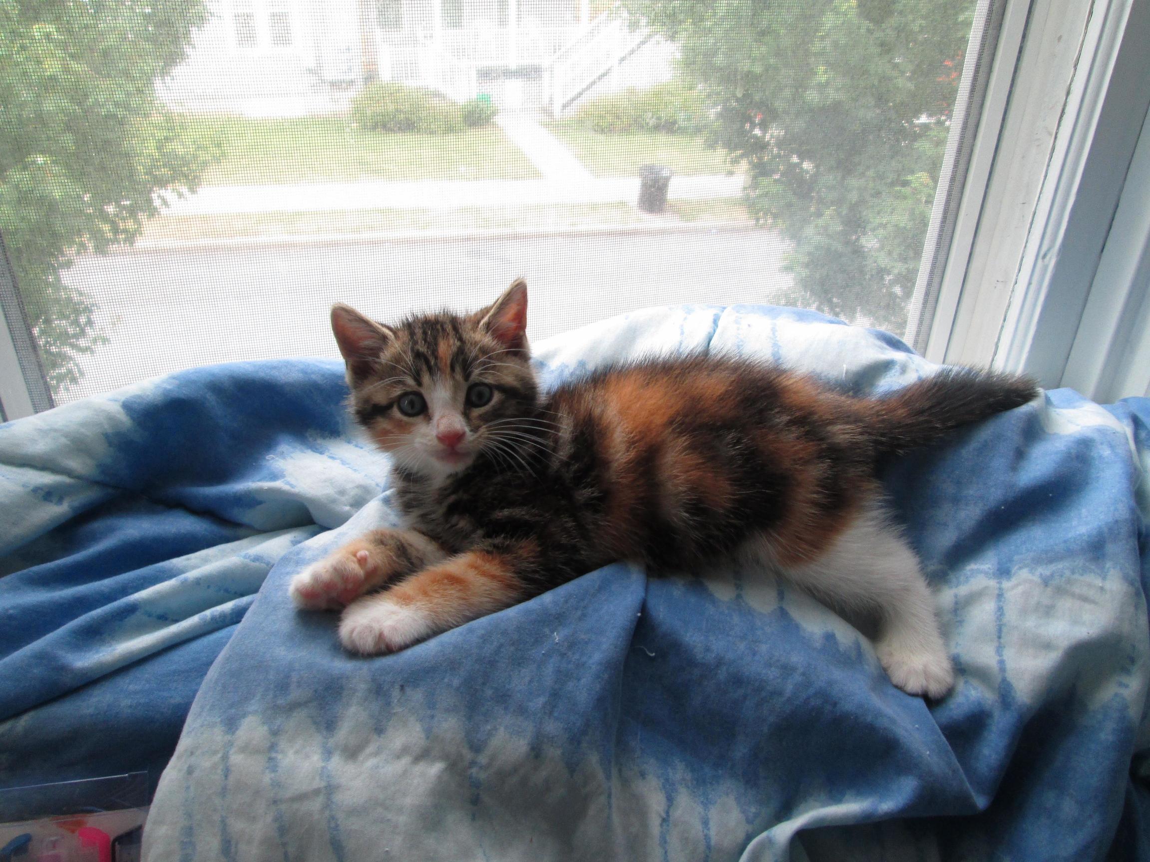 The Vet Was Confused by My Boy. Hes Definitely Male. What Do You Think Calico or Tiger