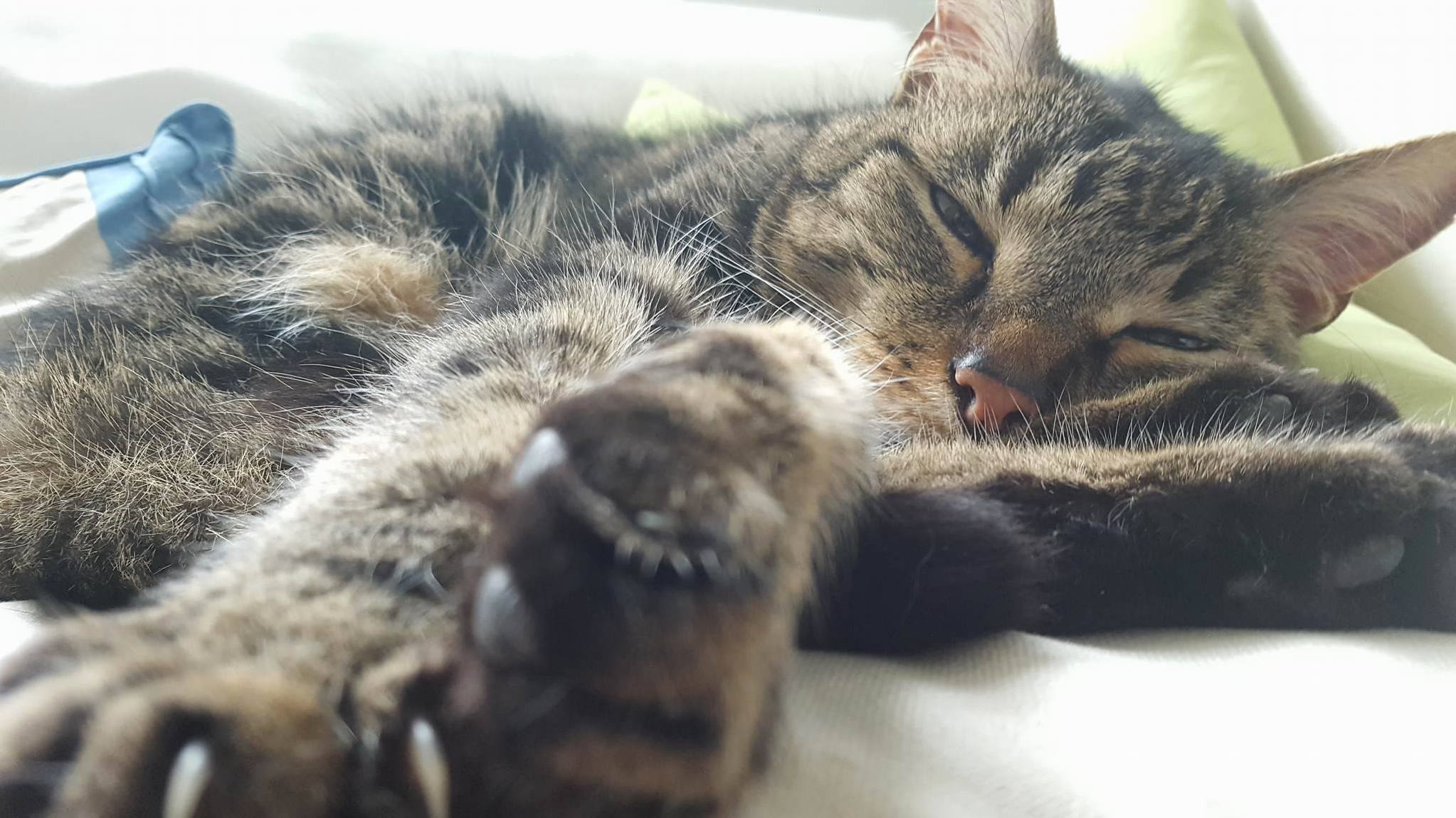 There Is a Fluffy Tiger on the Sofa 3