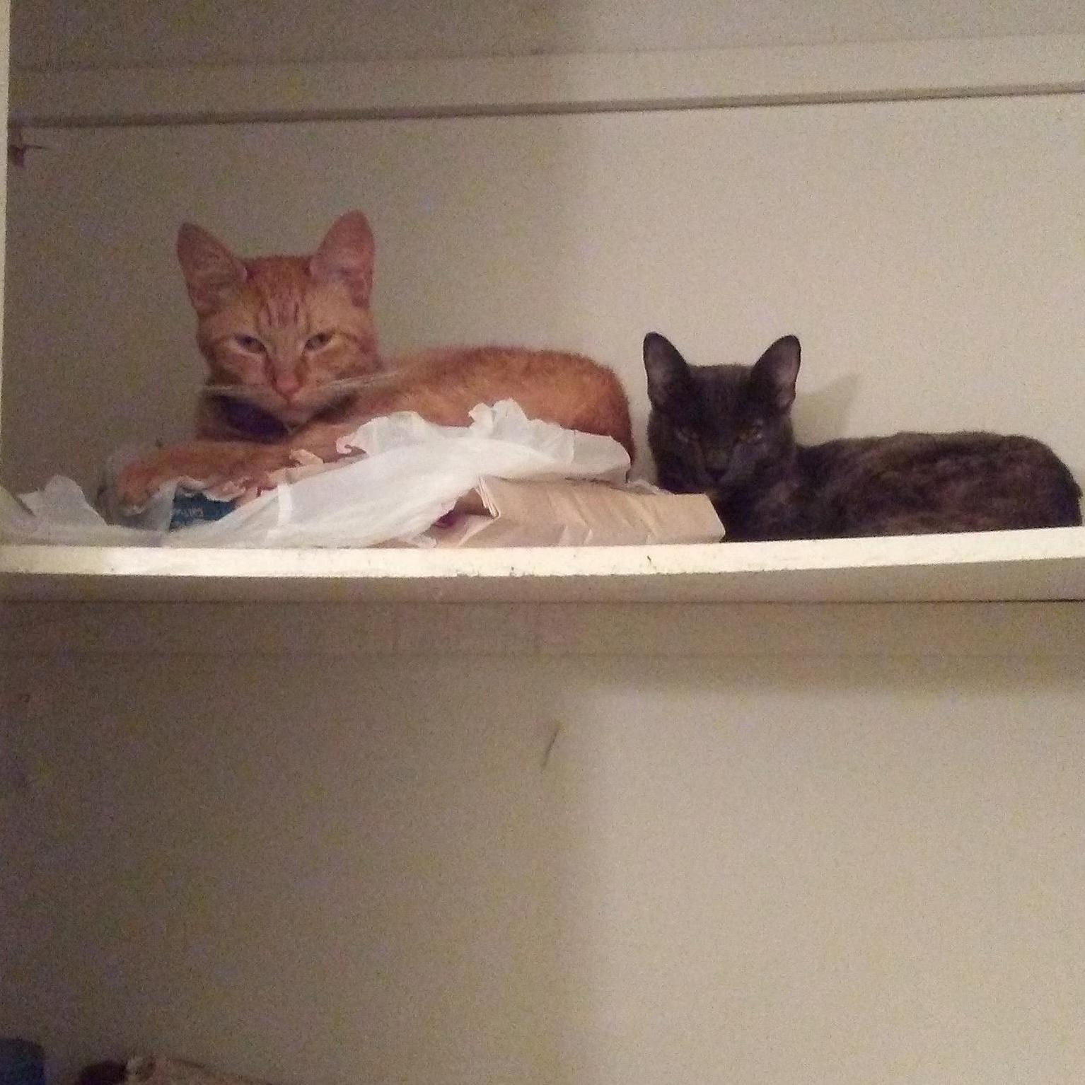 These Butts Are Sleeping on Their Bag of Food