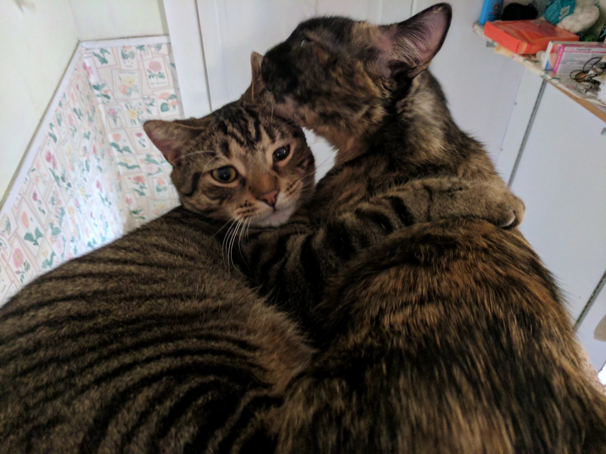 They Have Become Best Friends