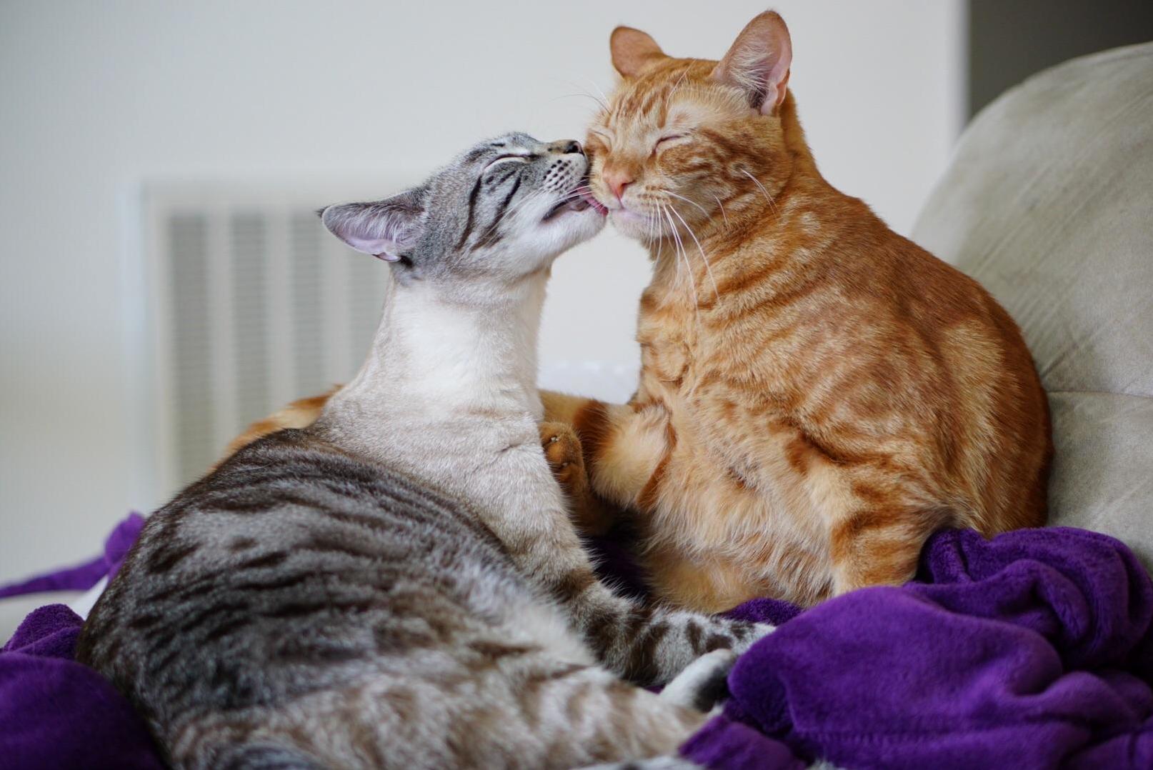 They Kind of Love Each Other.