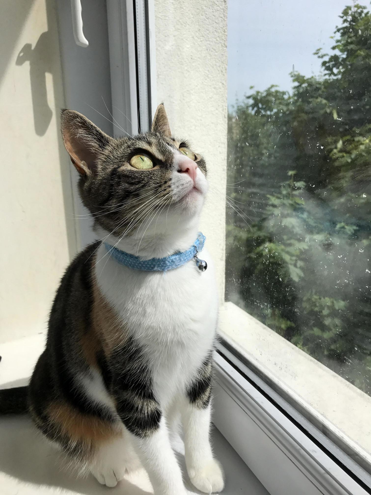 Thinking About Life