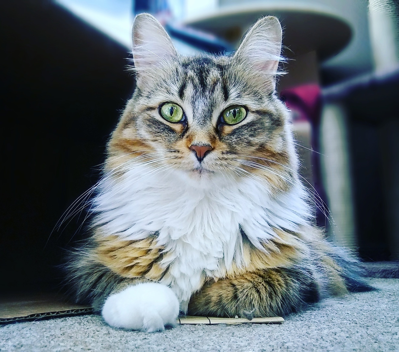 Third Generation of Her Family Being in Our Family - Meet Mister