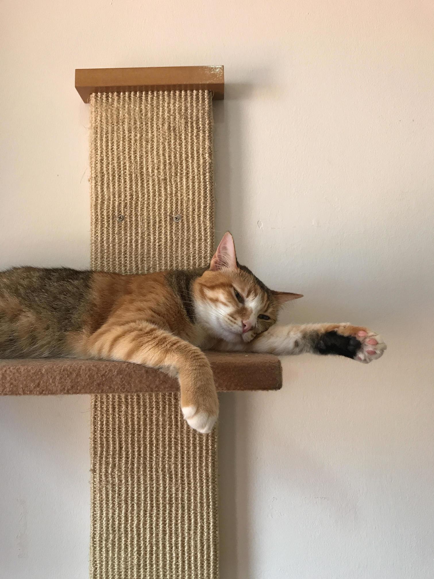This Cutie Slothing It Out at the Local Cat Shelter