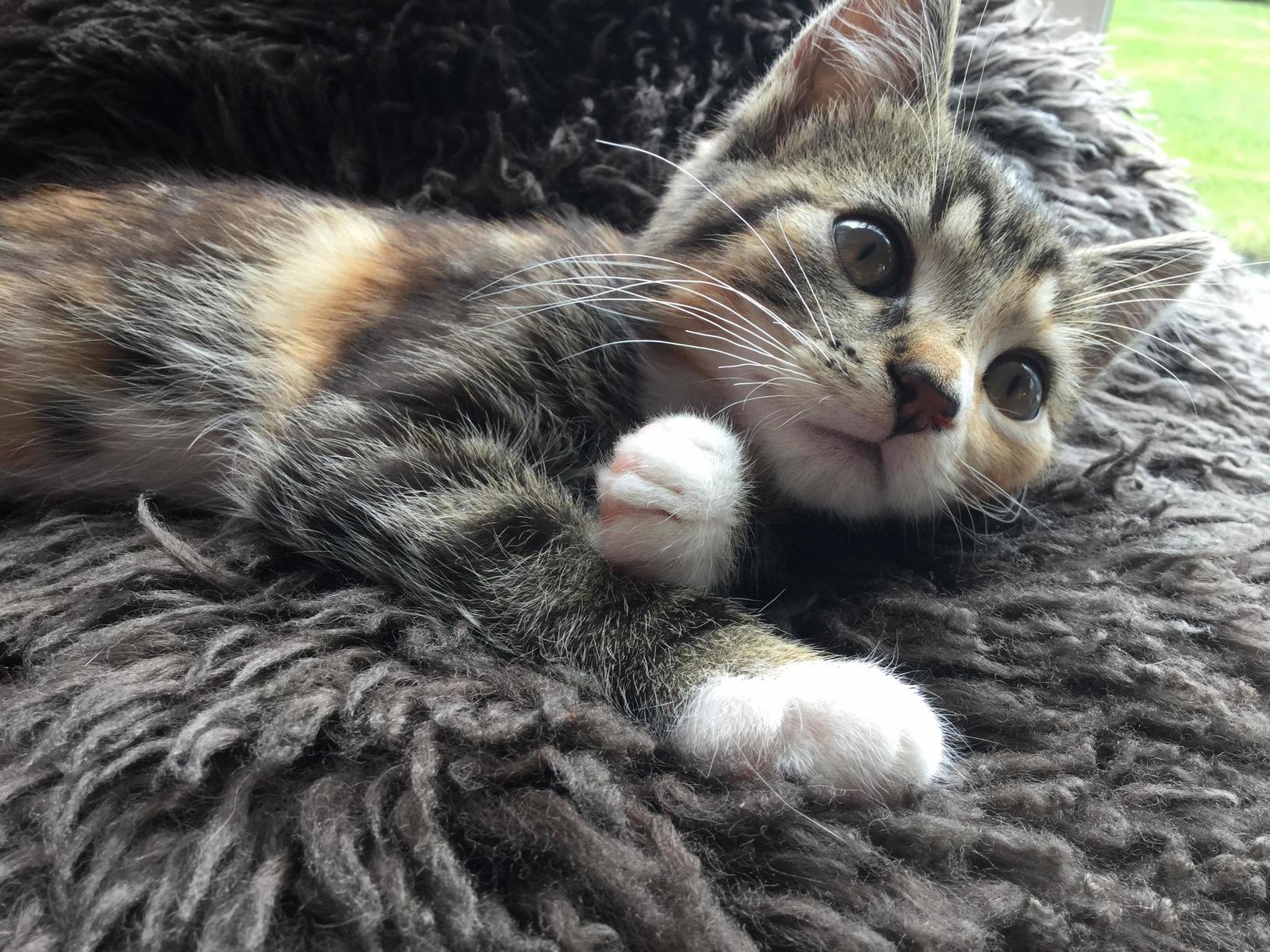 This Extremely Cuddly Kitten Has Been with Us for a Week Now.