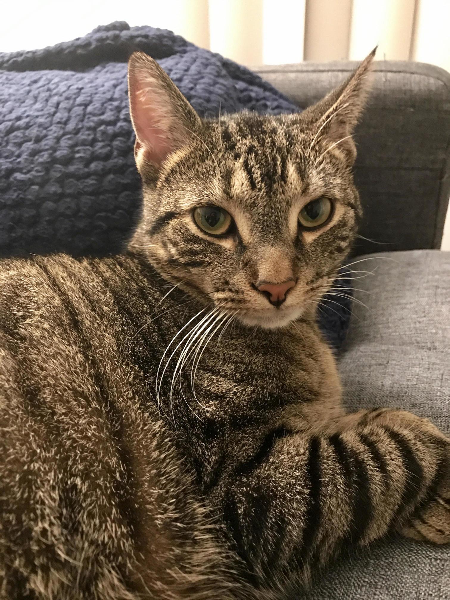 This Guy Eats Spiders to Protect Me