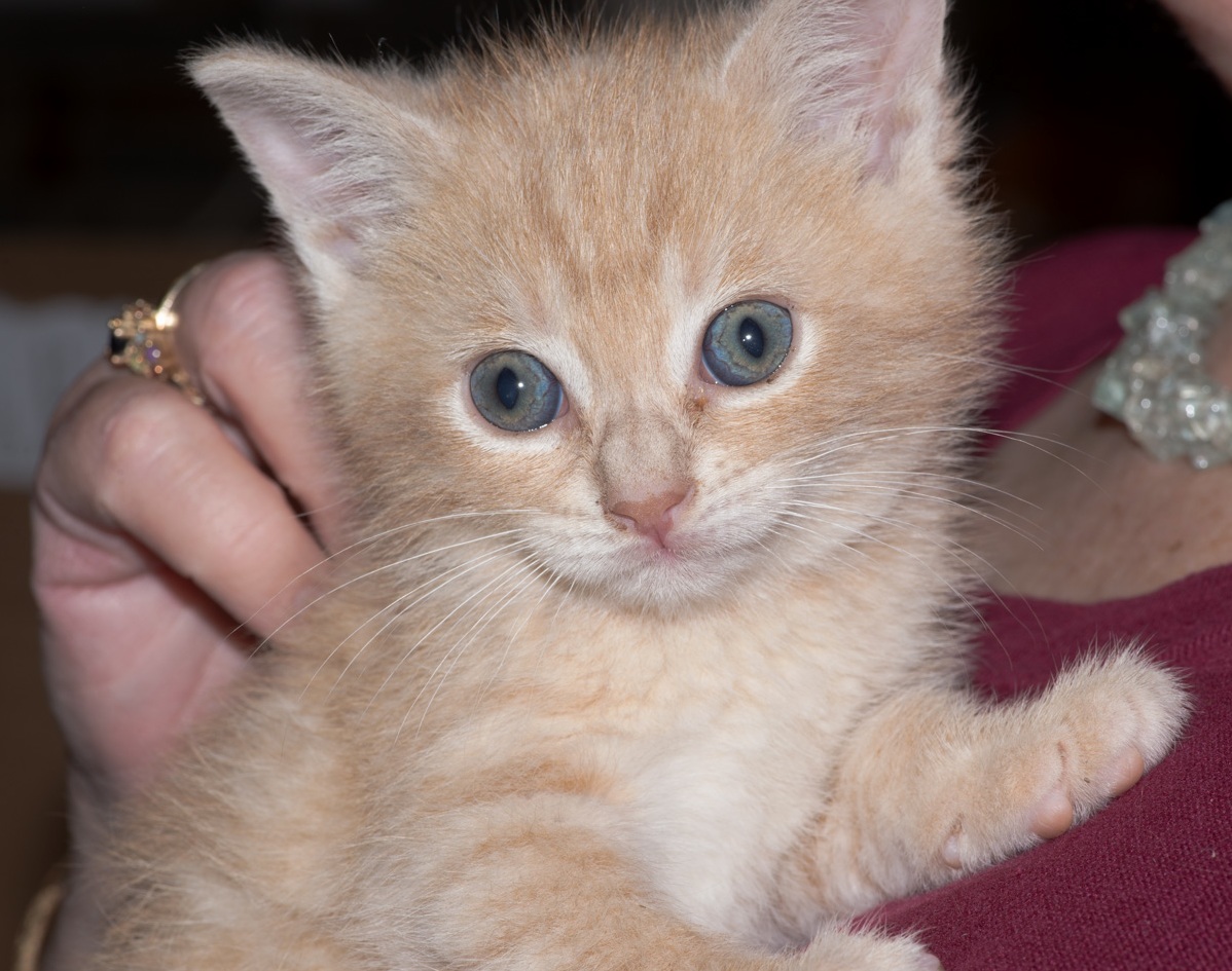 This Guy Is Just Visiting. Off to a Foster Home Tomorrow Then a Forever Home in 5 or So Weeks.