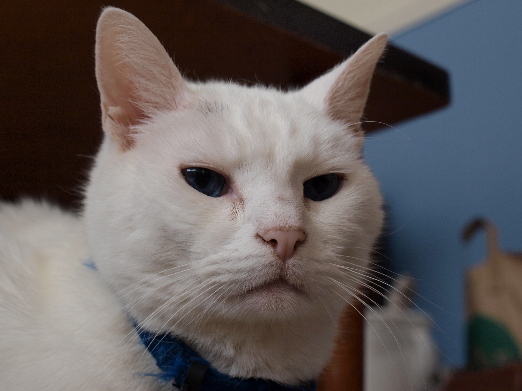 This Guy Never Looks Impressed