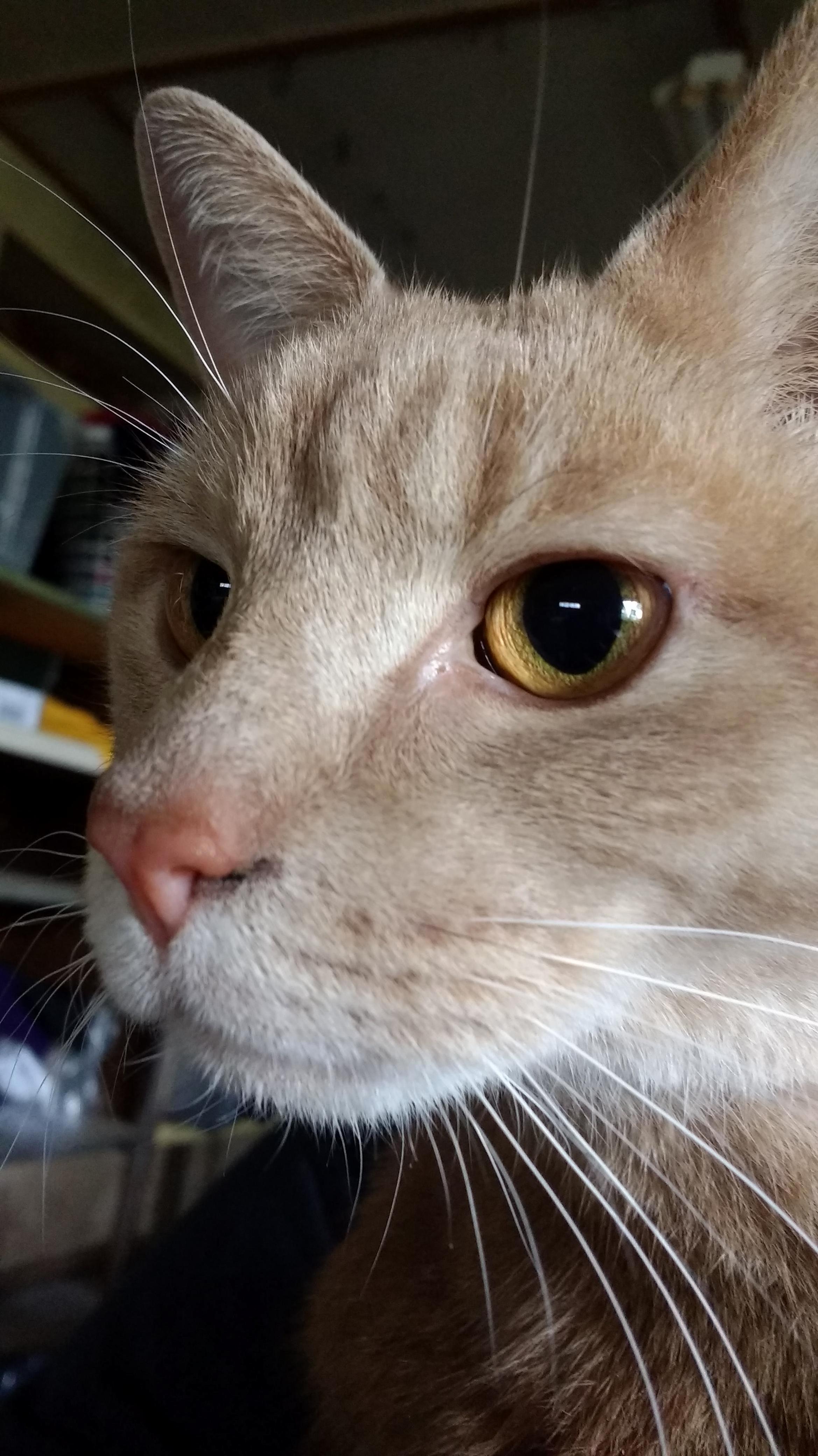 This Handsome Stray Tried to Adopt Me. Dit