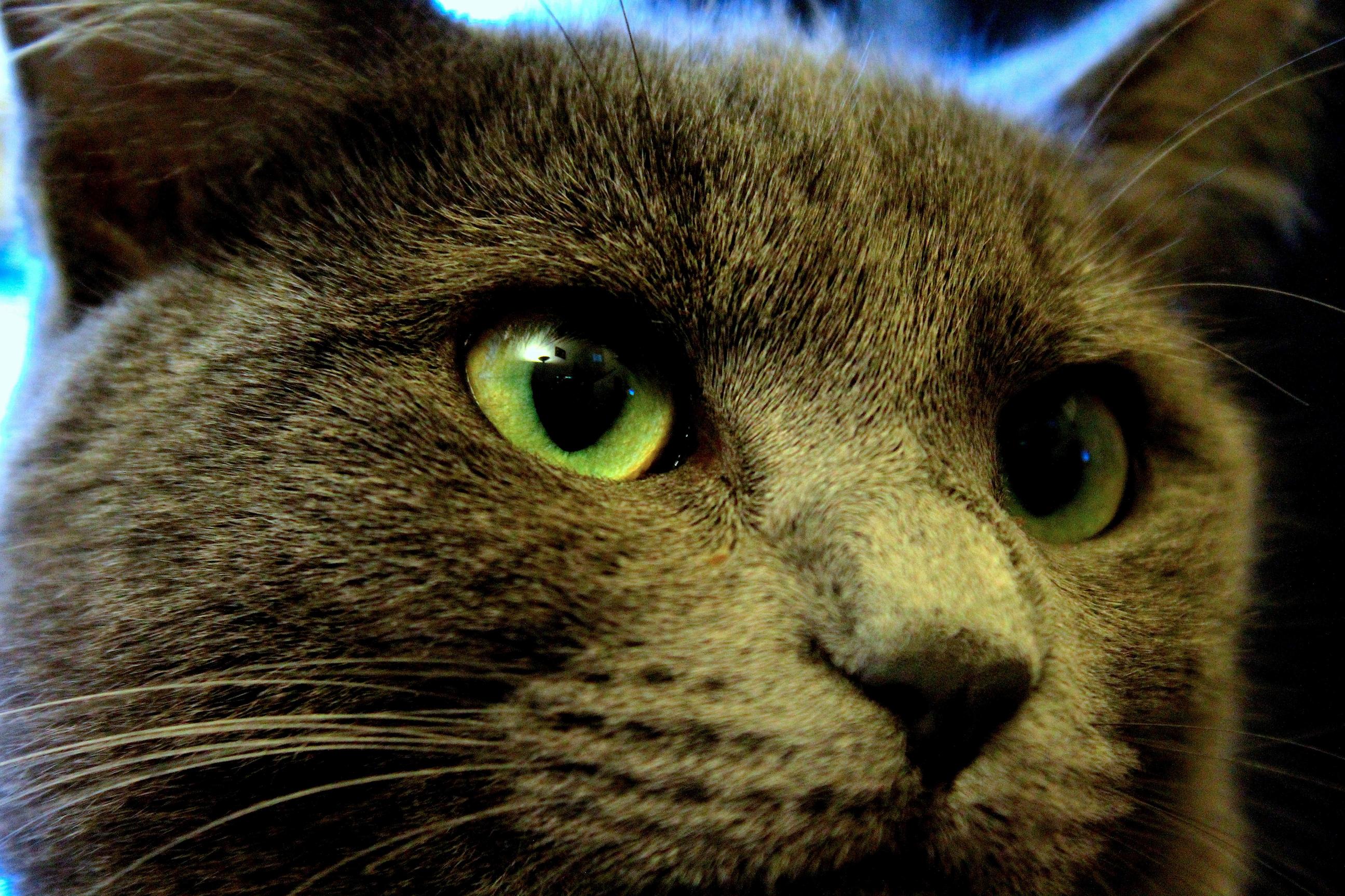 This Is a Cat