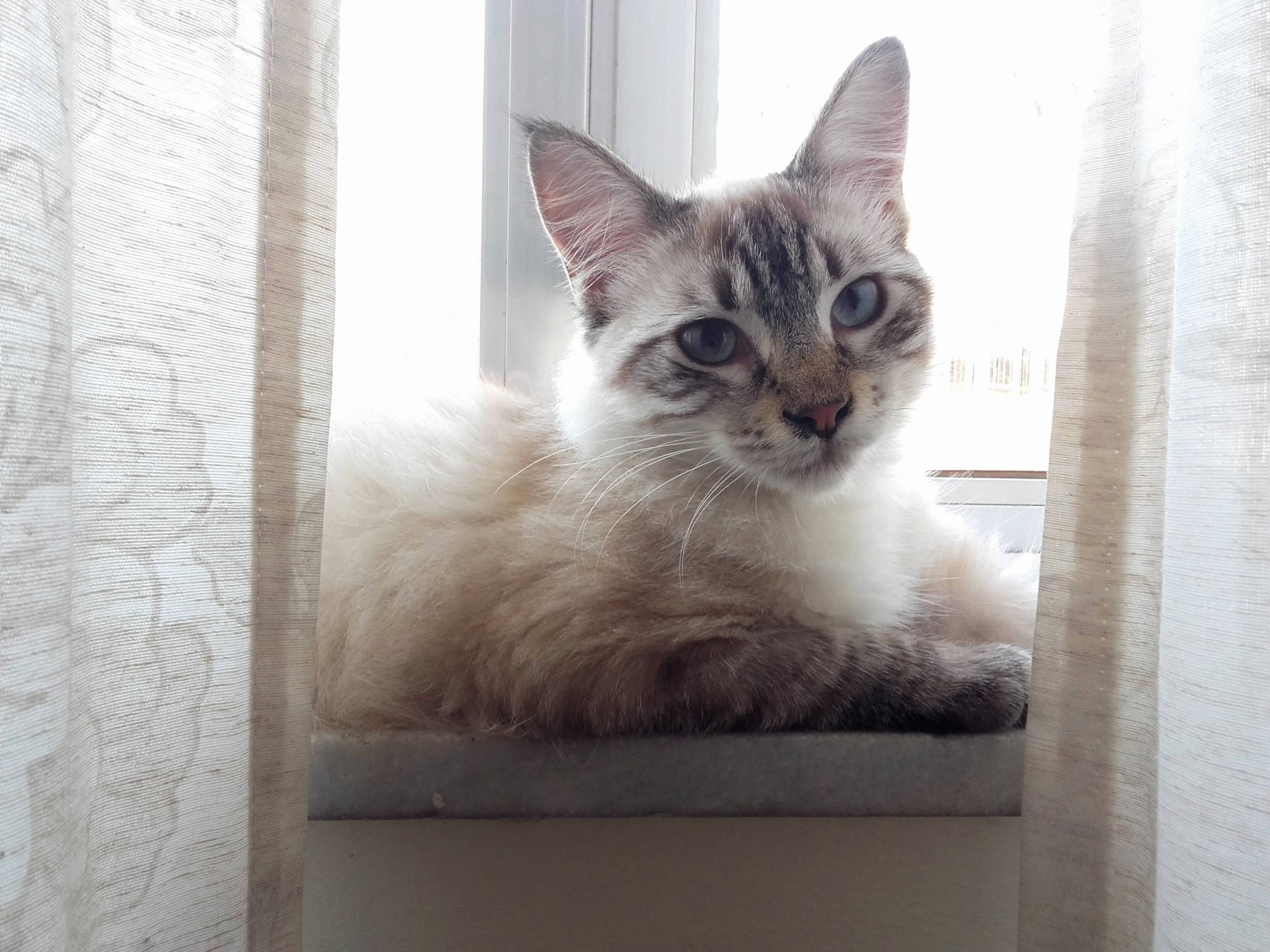 This Is Apollo Adopted Him Three Weeks Ago