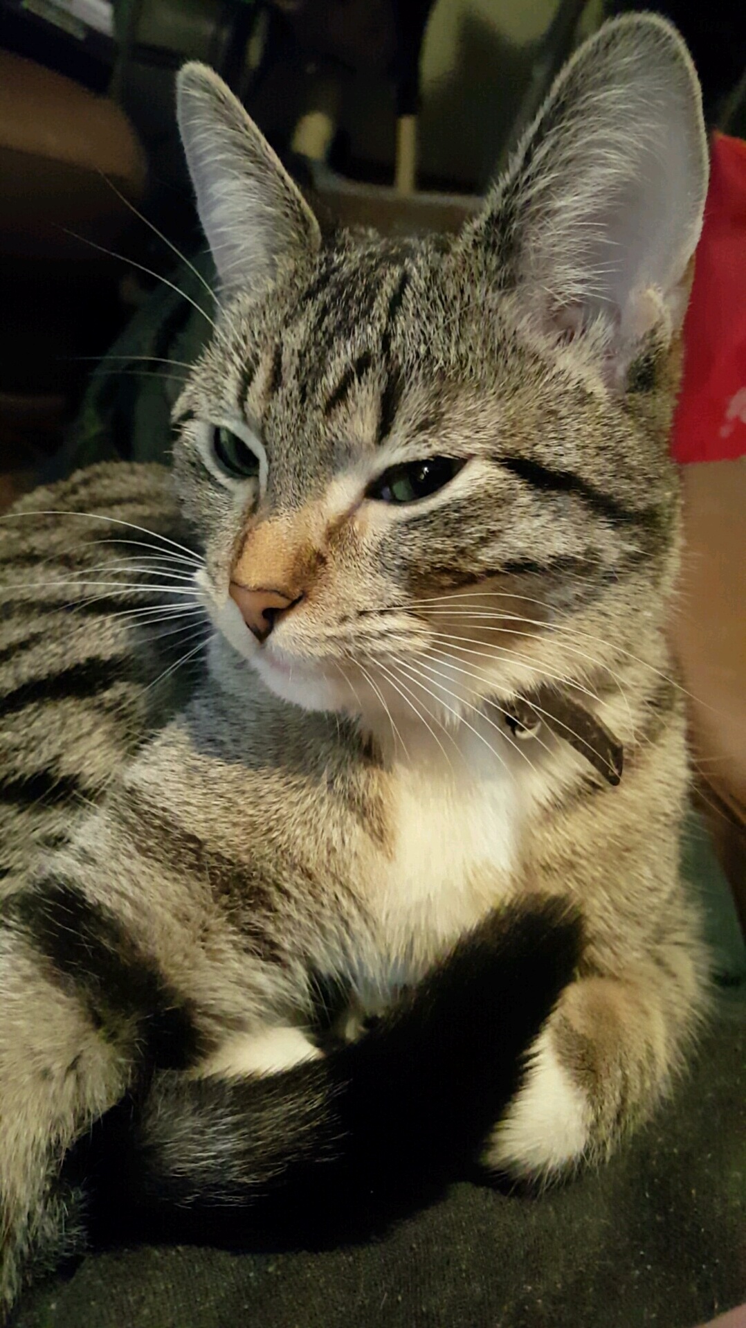 This Is Athena. She Loves Biting Feet Licking My Beard and Cuddling.