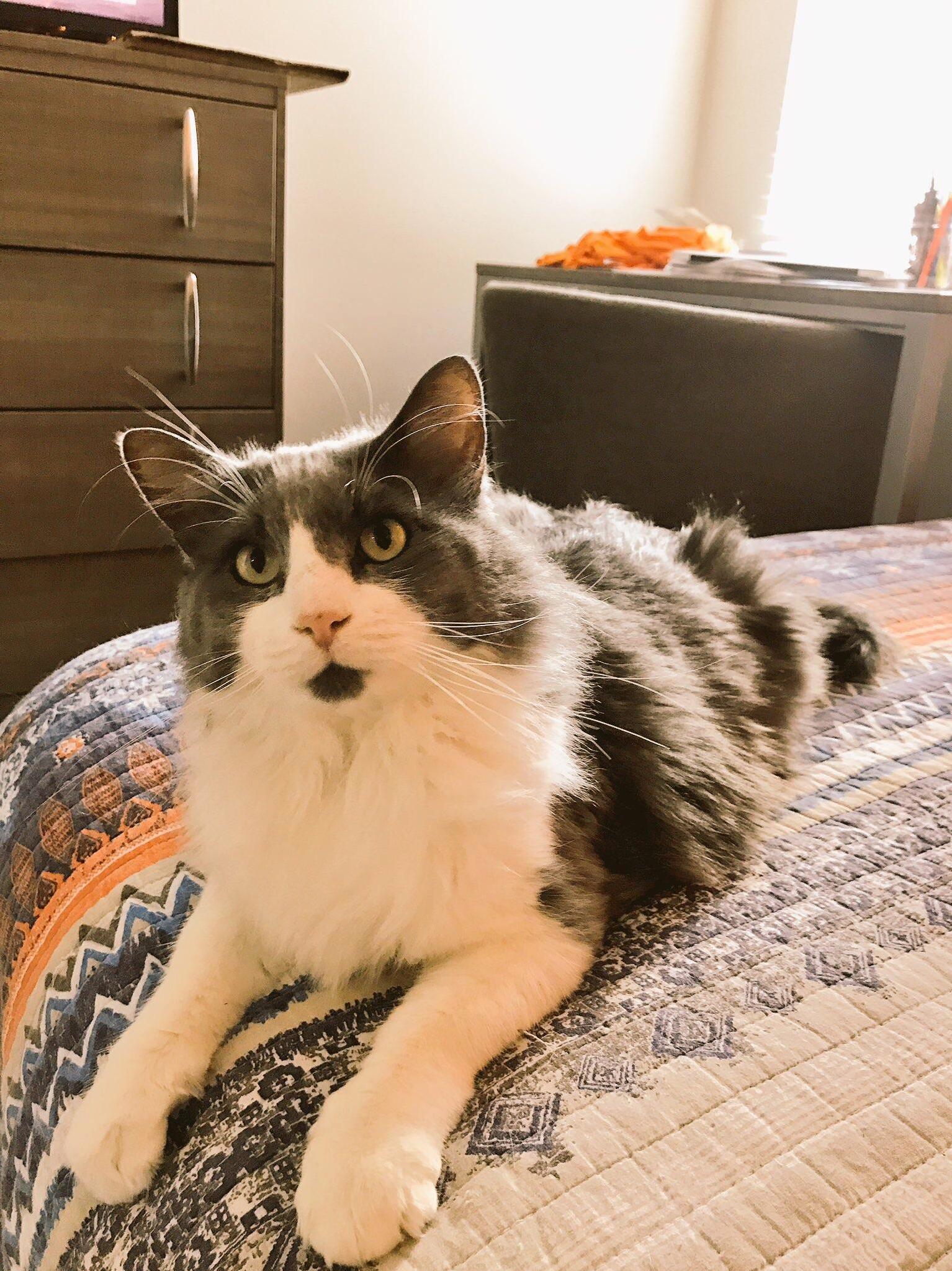This Is Auggie. He Loves Stealing Brownies Hunting Himself in the Mirror and Watching Jersey Shore. 1210 Best Cat Ever.