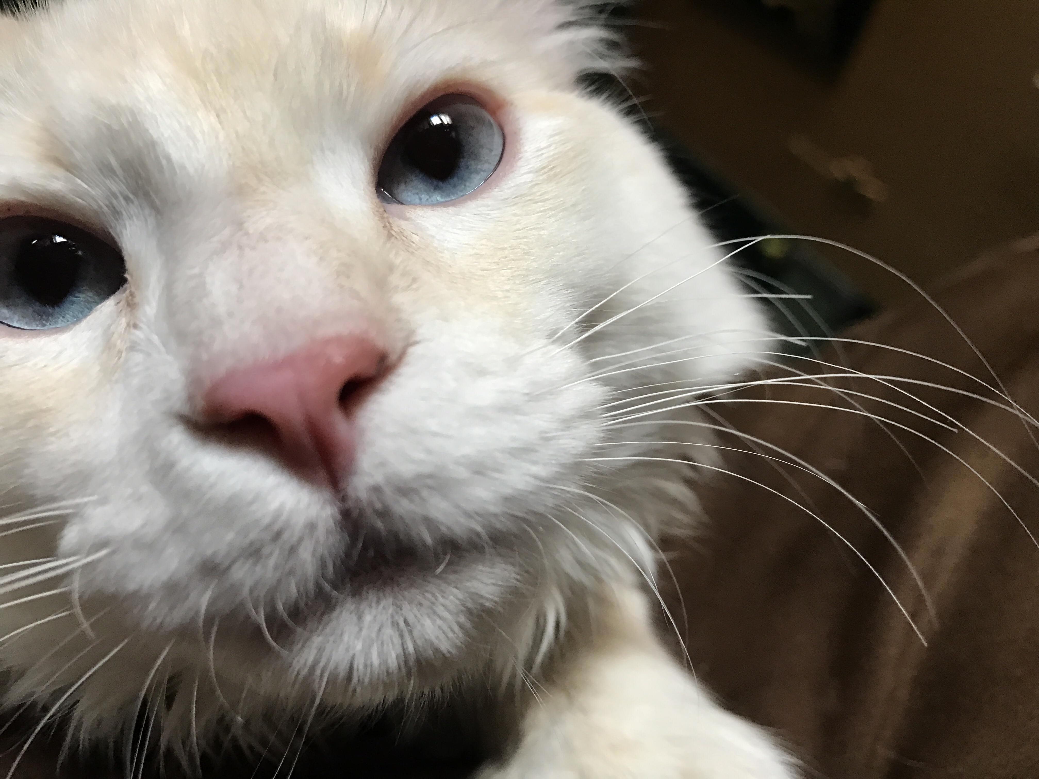 This Is Beans Beans Is a Cutie