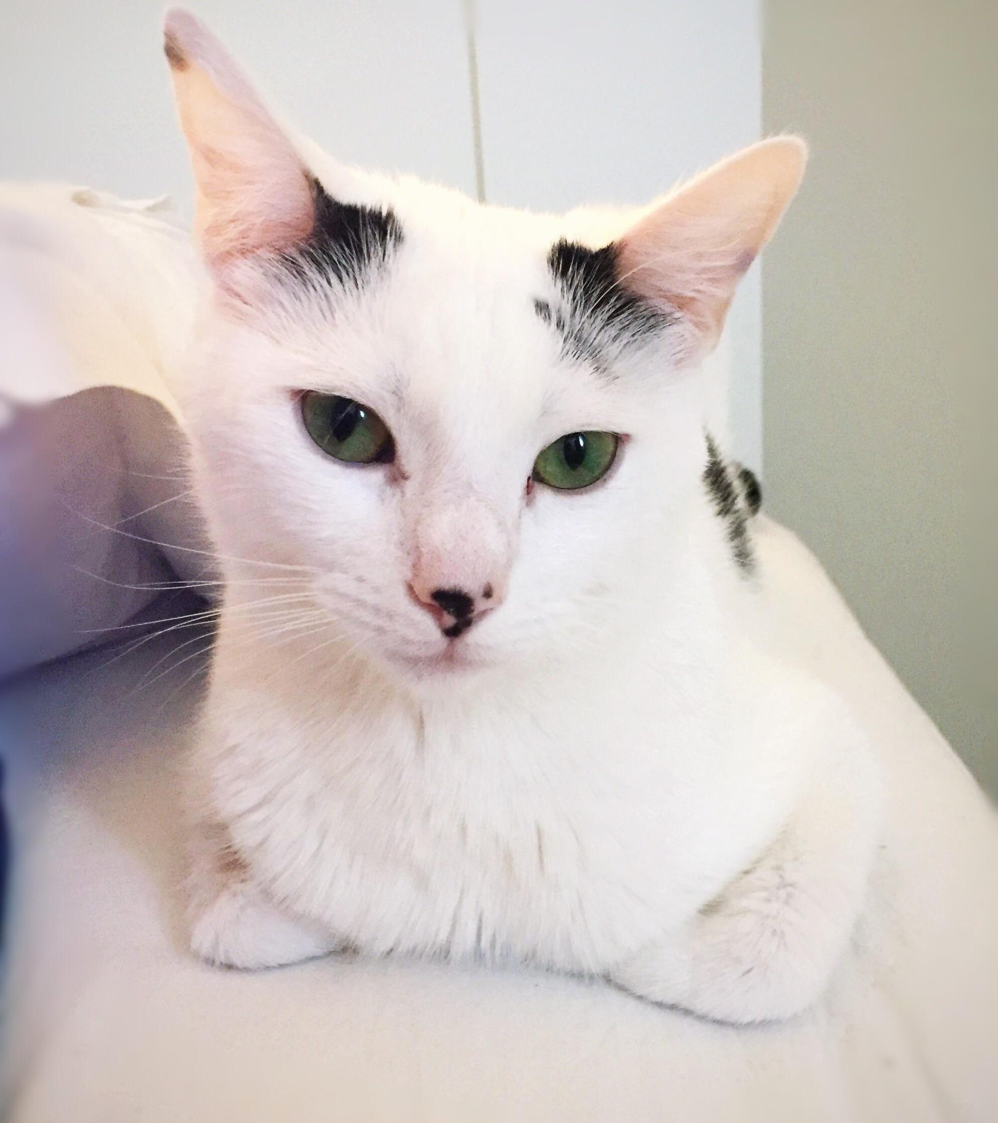 This Is Bounty Our Current Foster Cat. She Is Missing Her Kittens. They Have Already Gone Their New Homes.