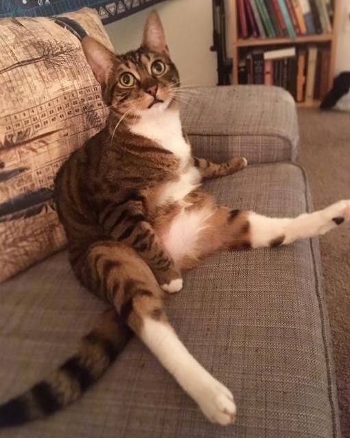 This Is Bumble. She Has Mild Cerebellar Hypoplasia. She Has Wonky Motor Skills but I Love Her.