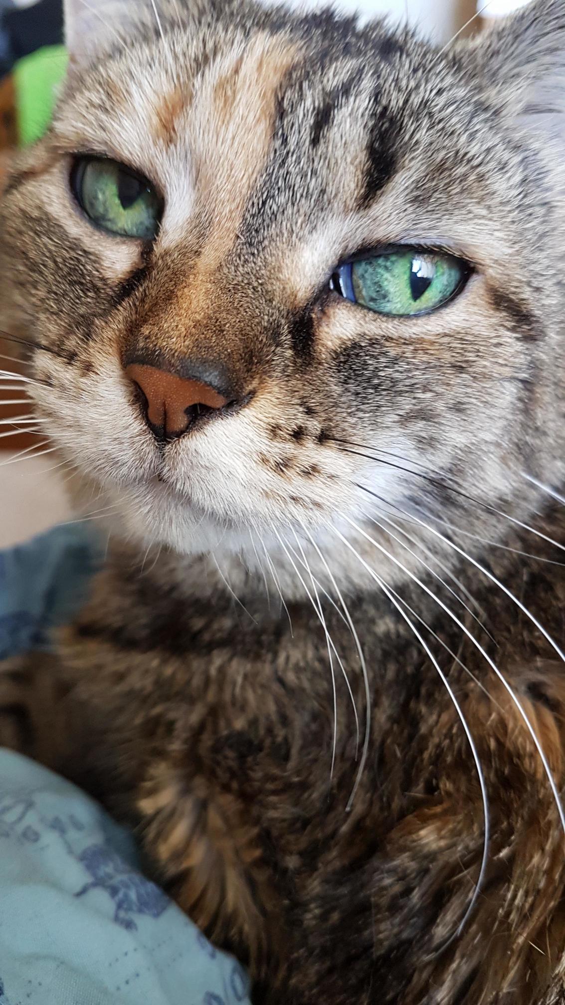 This Is Callie. Shes 15. Shes My Little Girl. Shes Also Sitting on the Shirt I Planned to Wear.