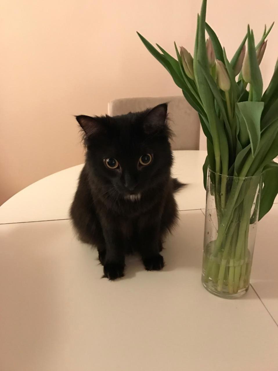 This Is Cici. Hes a Boy