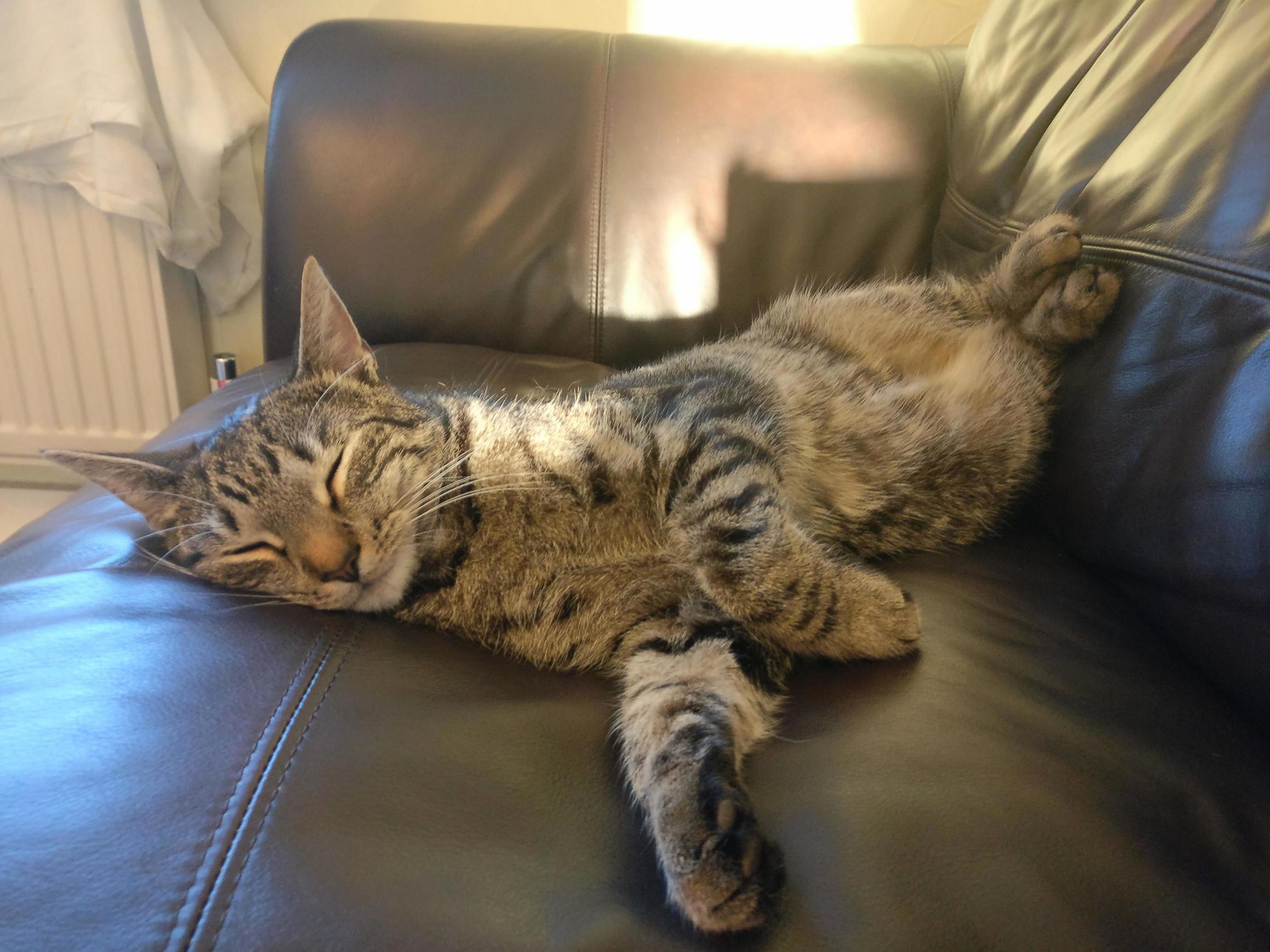 This Is Cookie Resting in a Seemingly Uncomfortable Position