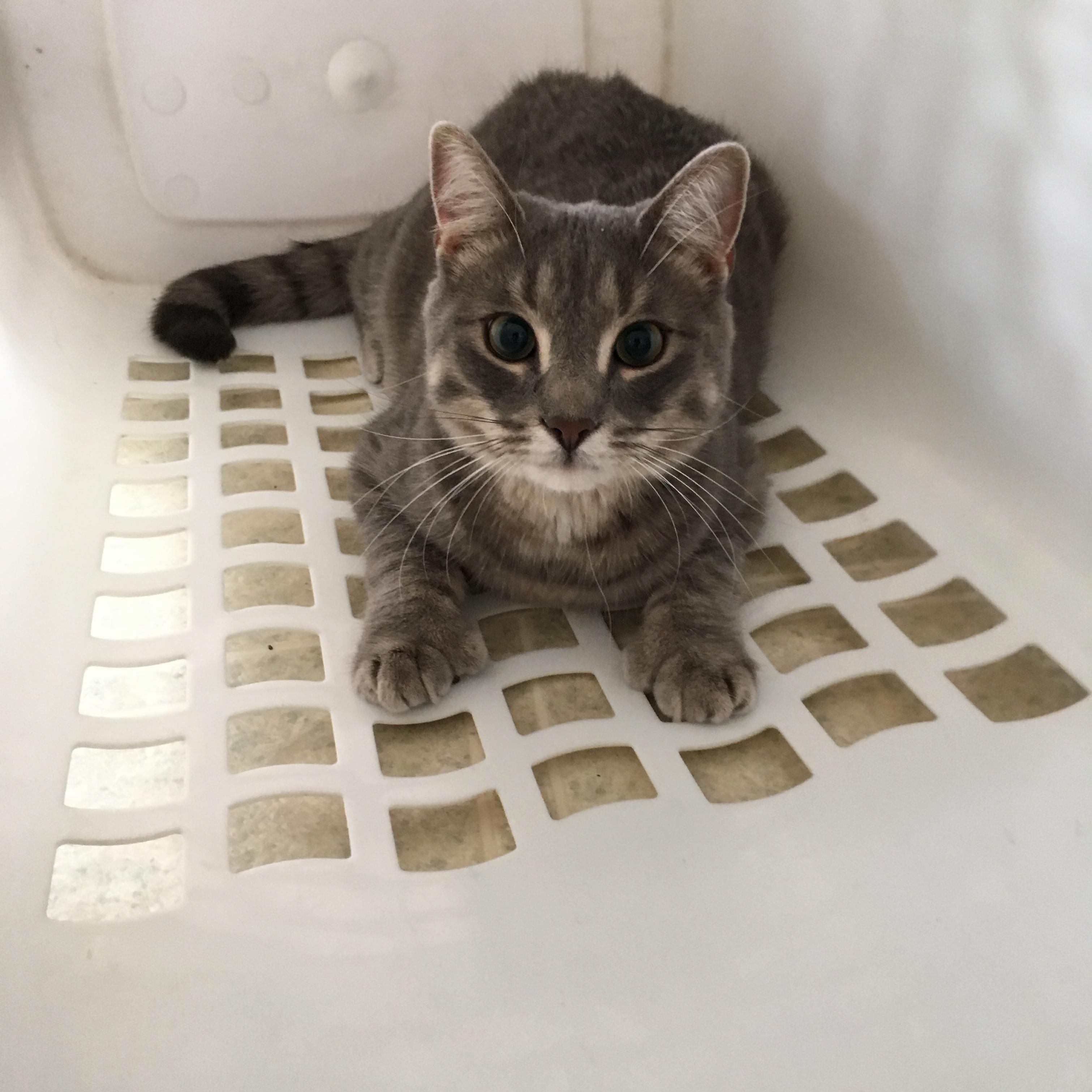 This Is Dobby the House Cat