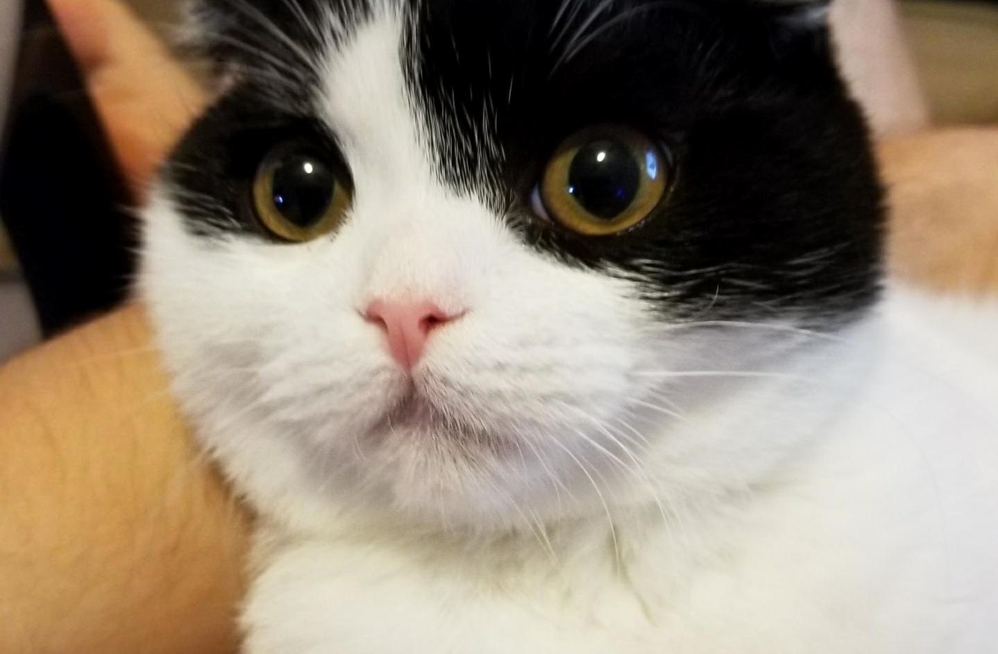 This Is Finn aka Mr. Fluffy Face