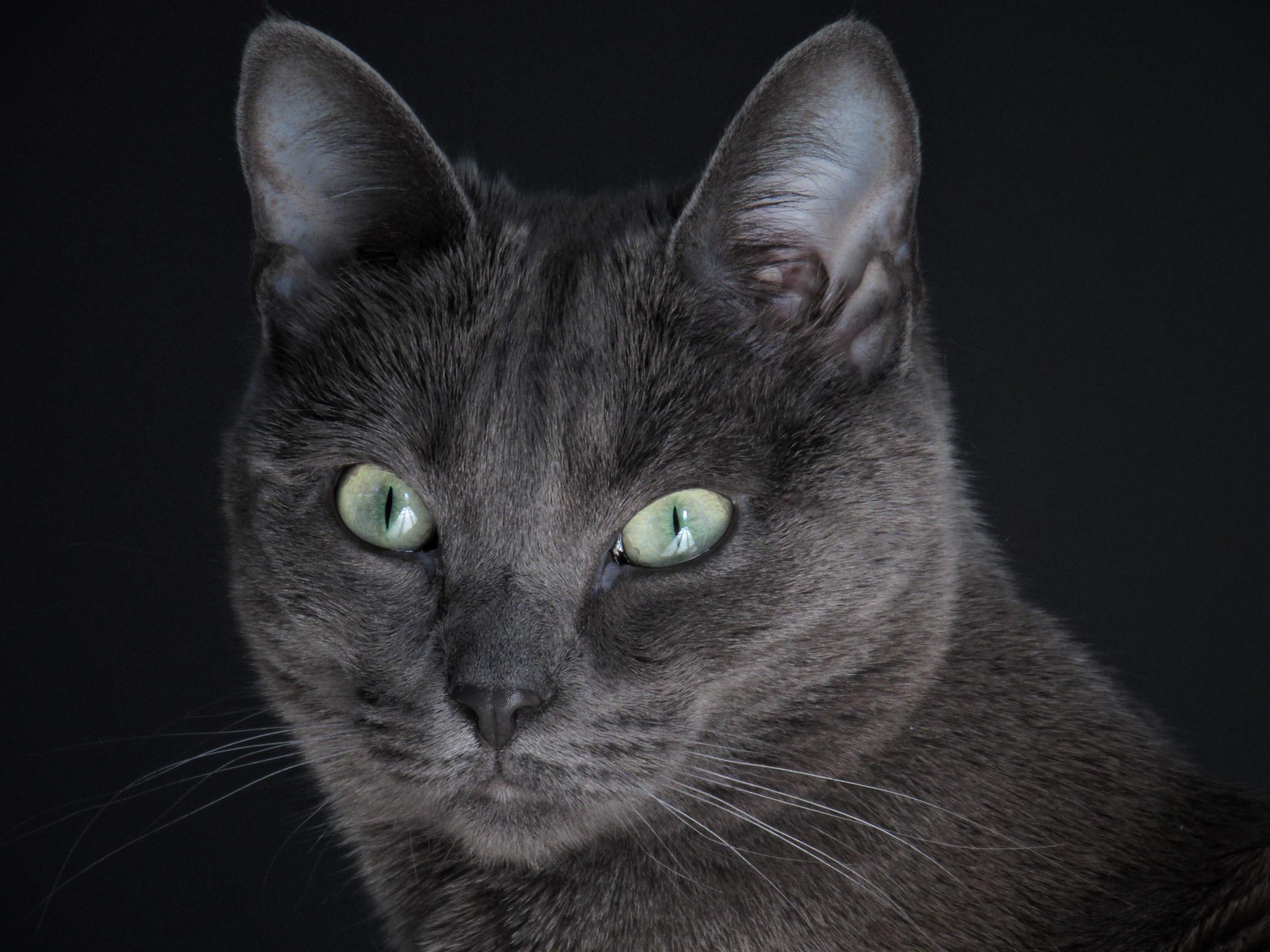 This Is Finn He Talks to Himself in the Litter Box.