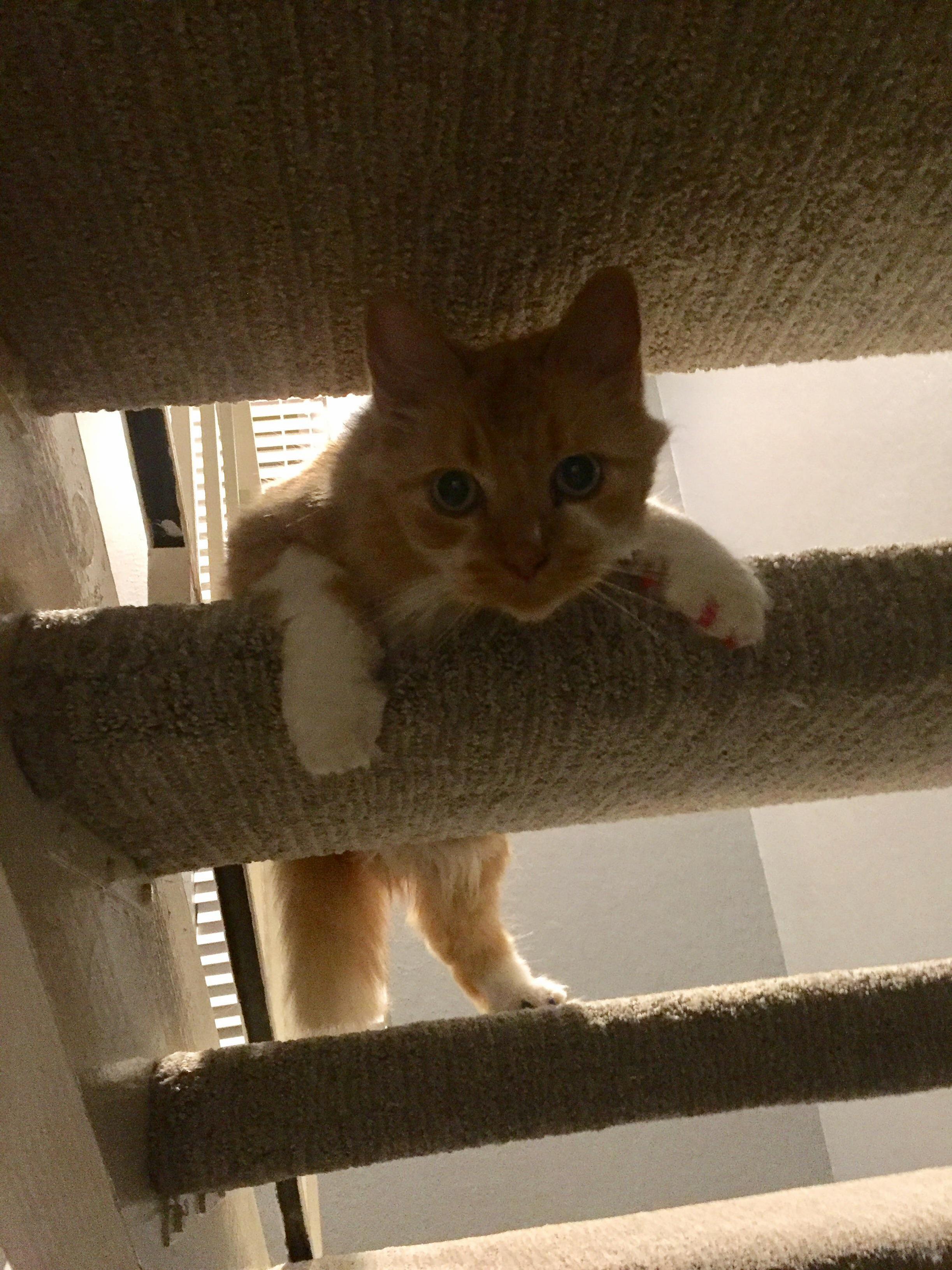 This Is How Casey Hangs Out on the Stairs