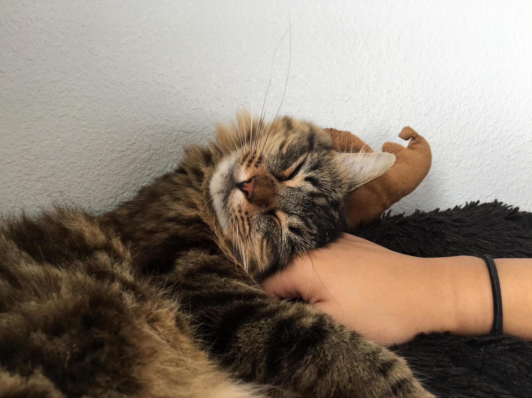 This Is How Scooter Likes to Fall Asleep.