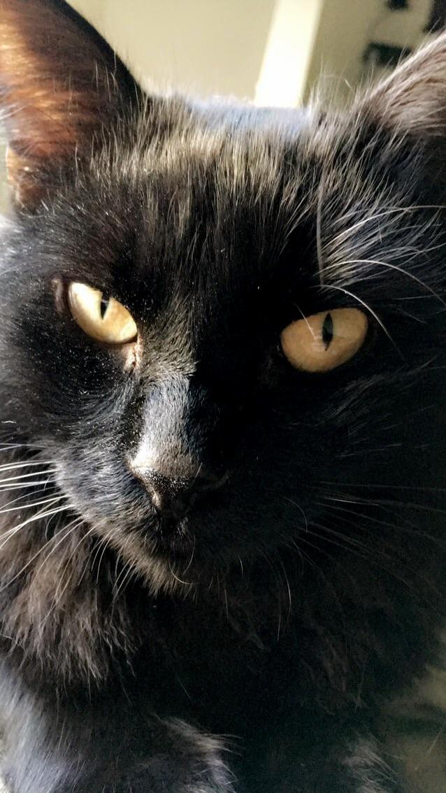 This Is J Ger. Adopted and Follows Me Like a Dog.