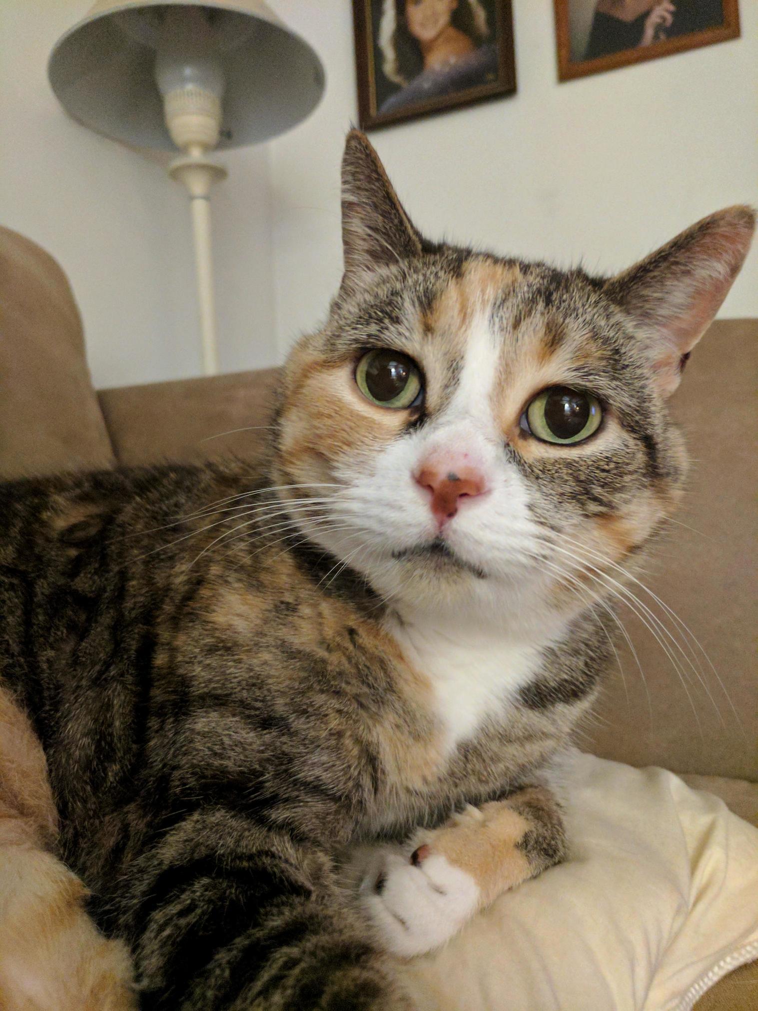 This Is Leslie. Smartest Cat I Ve Ever Encountered and a Home Owner. Also Stubby Legs.