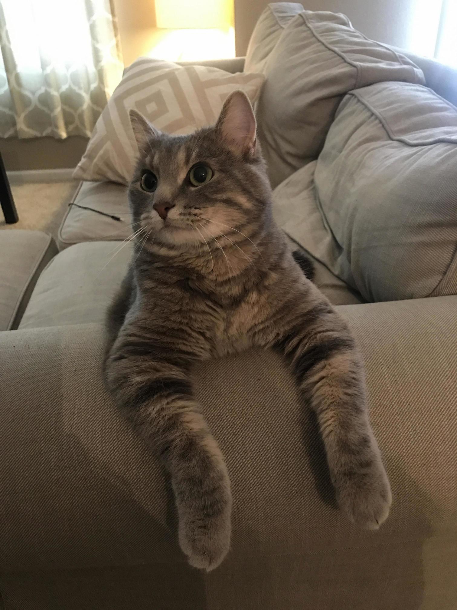 This Is Lincoln. He Just Turned Two He Never Had a Real Home Until I Scooped Him Up from the Humane Society but Hes the Happiest Little Fella Now and Gets Lots of Love