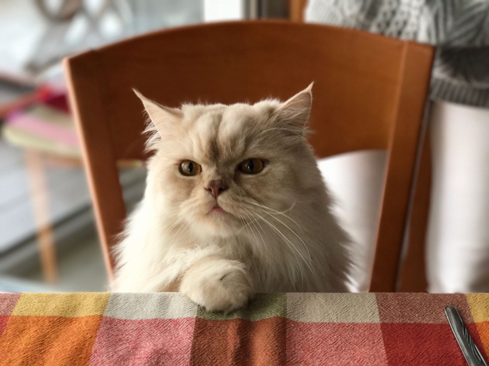 This Is Matias. He Likes to Sit with Us on the Table While We Eat and Wait for Someone to Feed Him with Human Food. Hes Very Good at It.