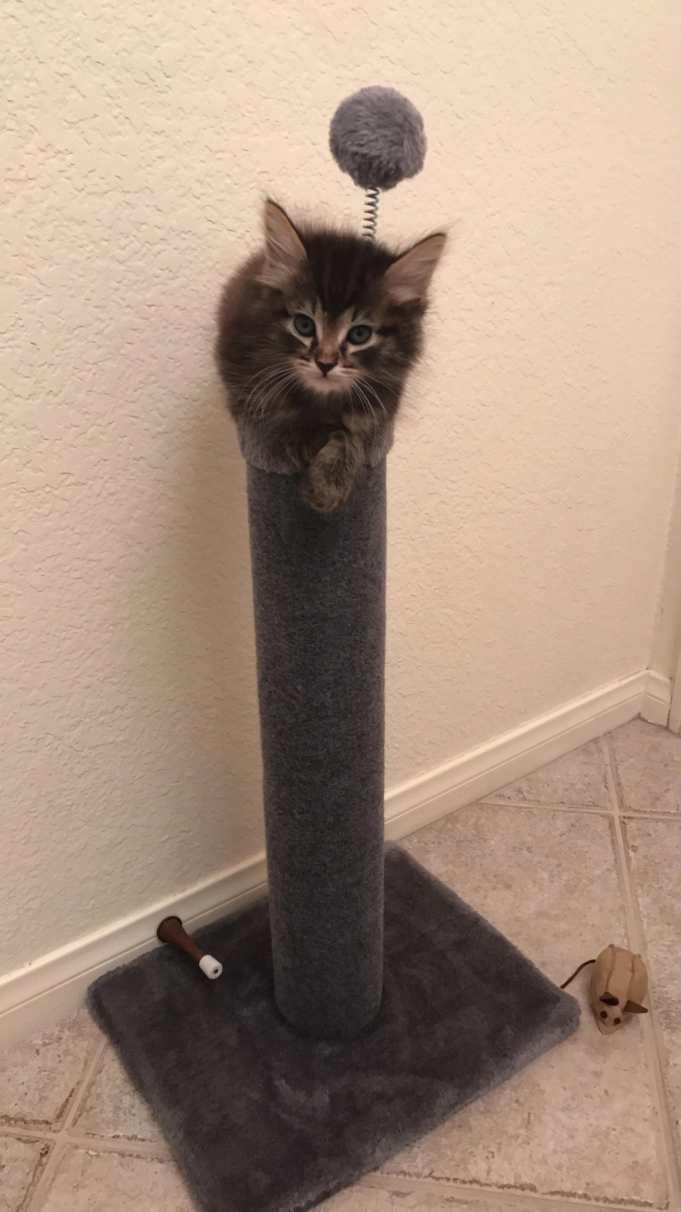 This Is Meow Life Now.