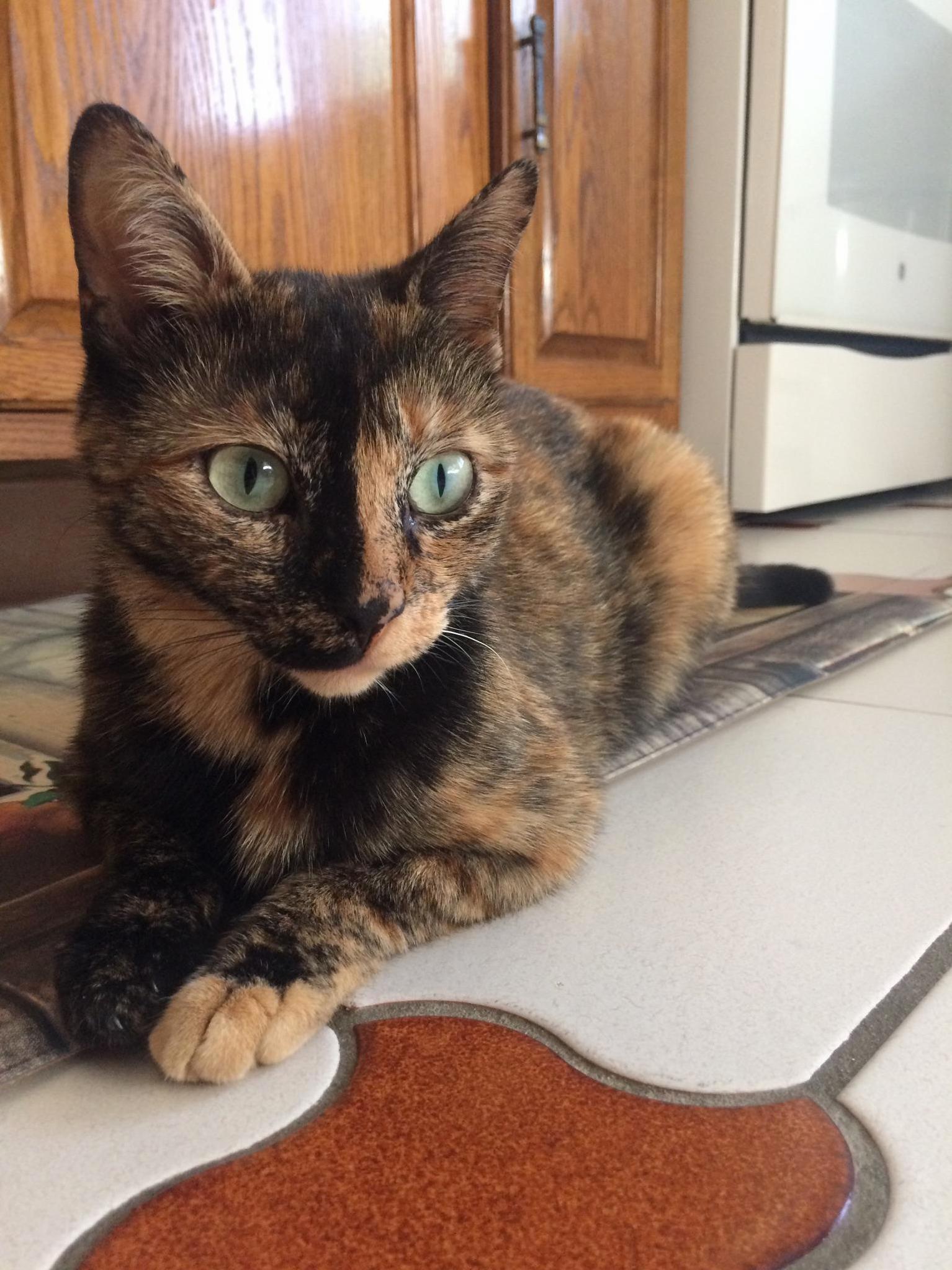 This Is Mittens. She Was Diagnosed with Very Advanced Leukemia Earlier Today and Wont Be Around for Much Longer. Shes the Only Pet I Ve Ever Had and This Is Devastating.
