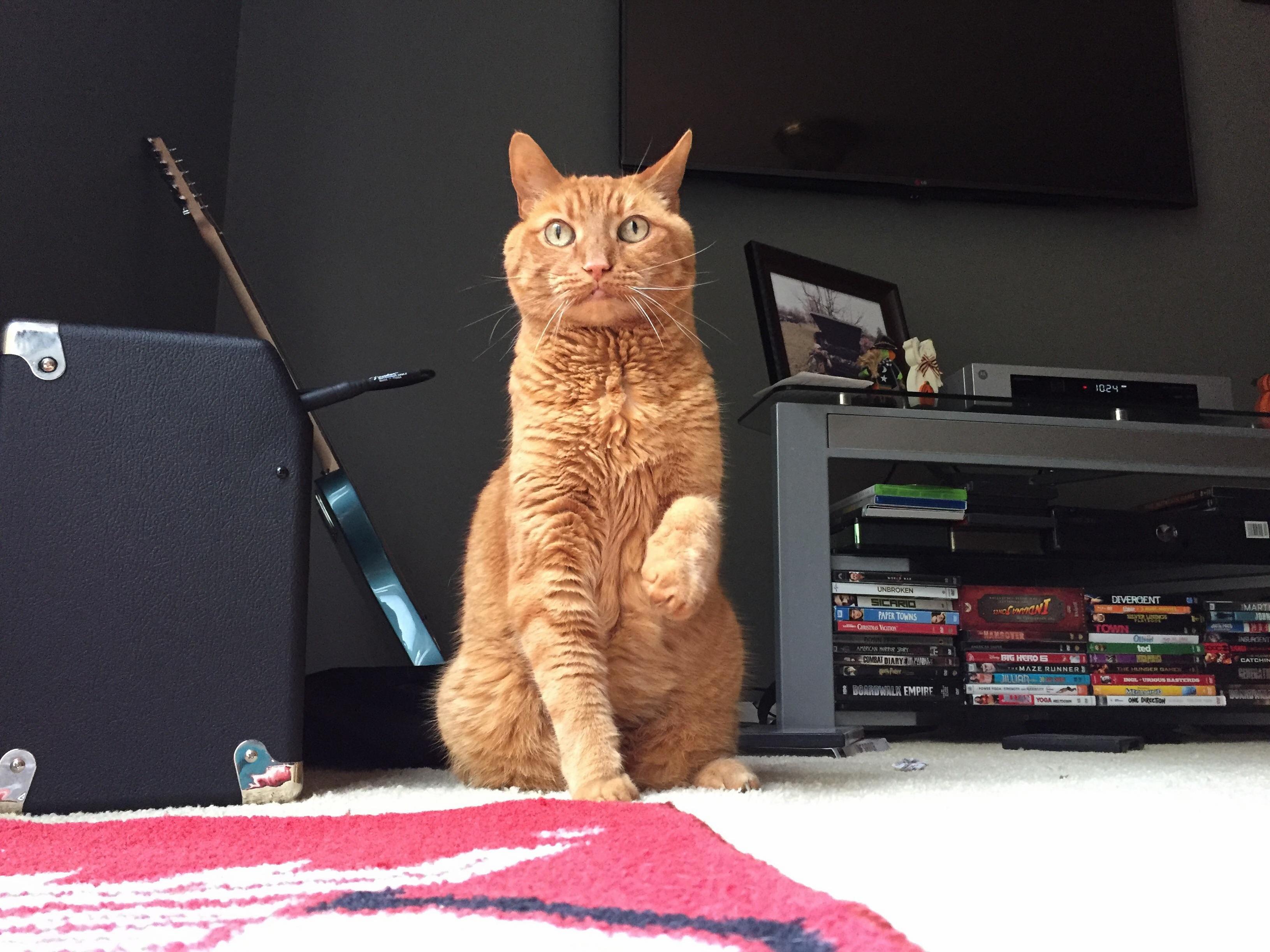 This Is My Baby Boy Gato