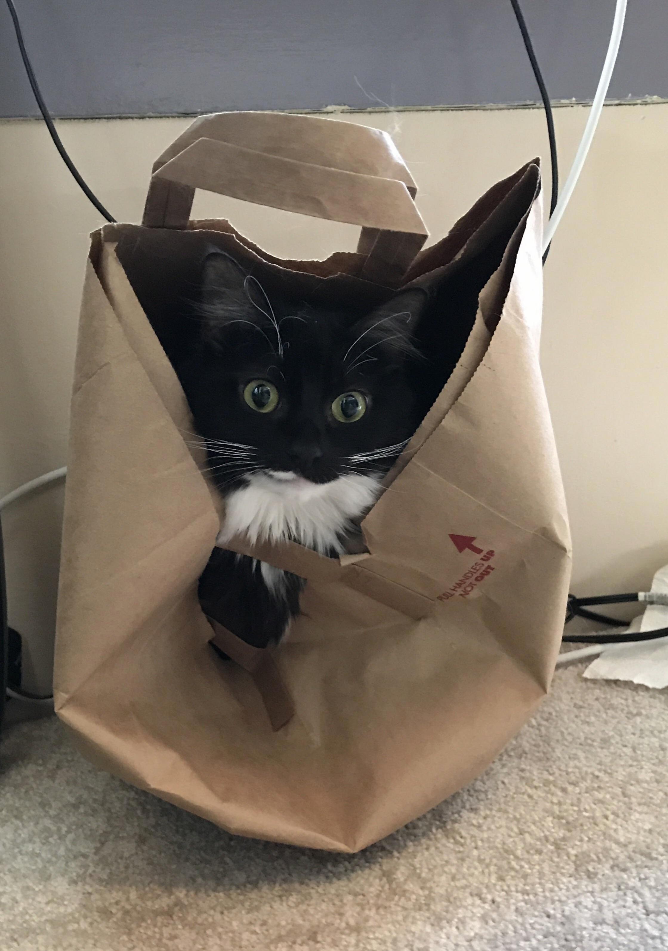 This Is My Cat Charlotte. When the Dog Is Around This Is Her Safe Space