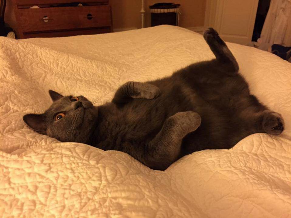 This Is My Cat Laura Palmer. How Cute Is She