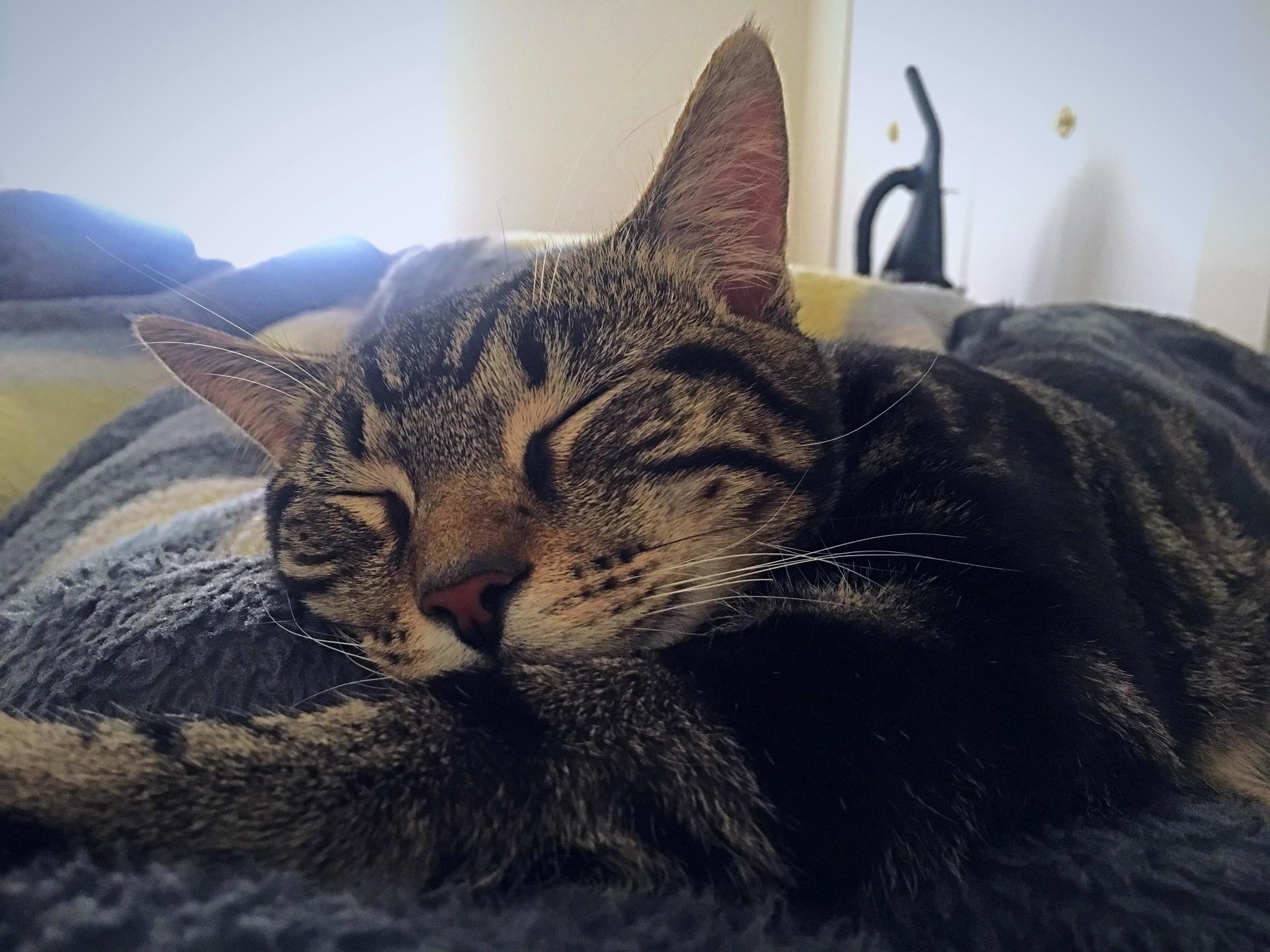 This Is My Handsome Kitten Biggs