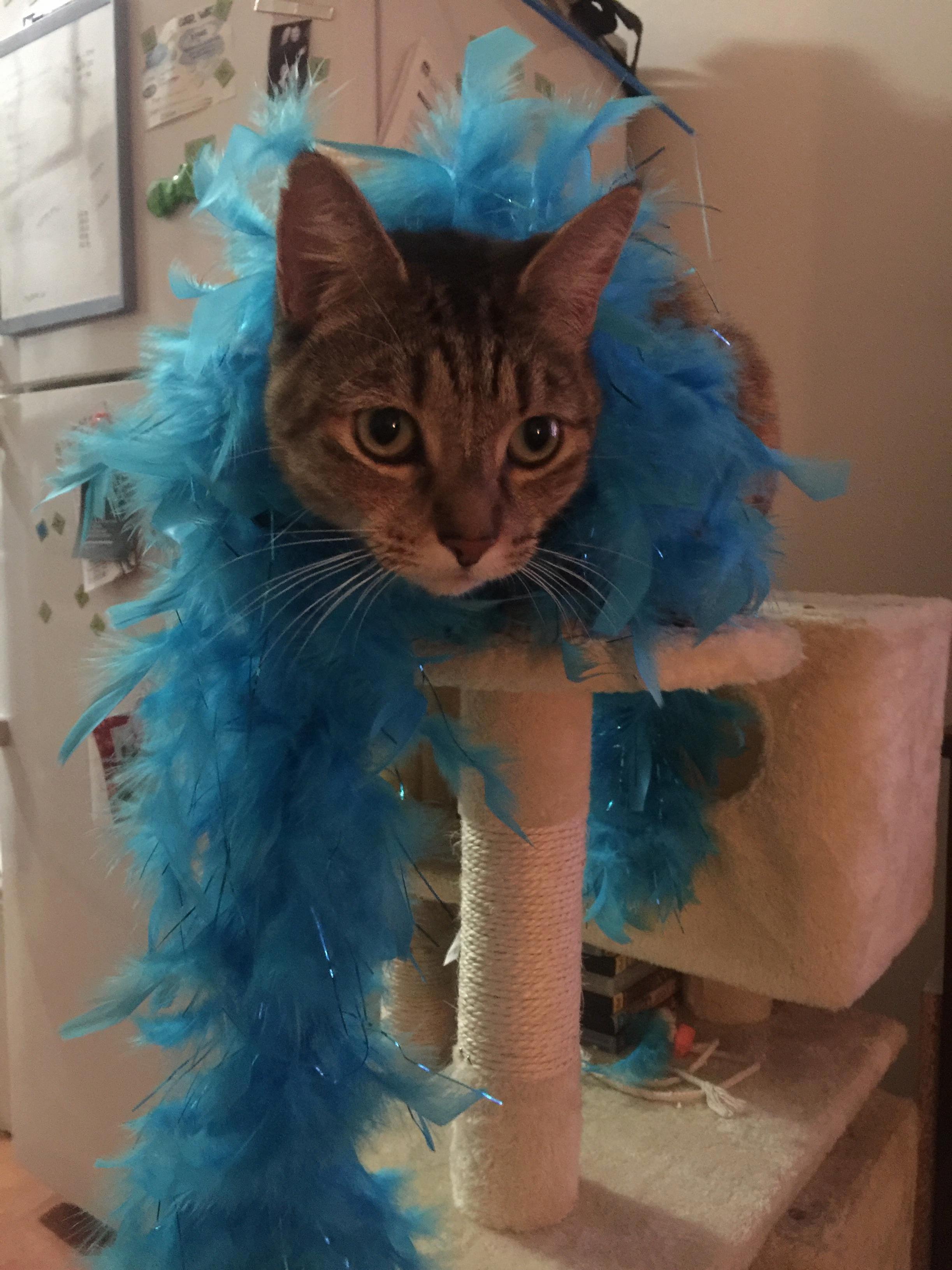 This Is My Life Meow Feather-boa Remix