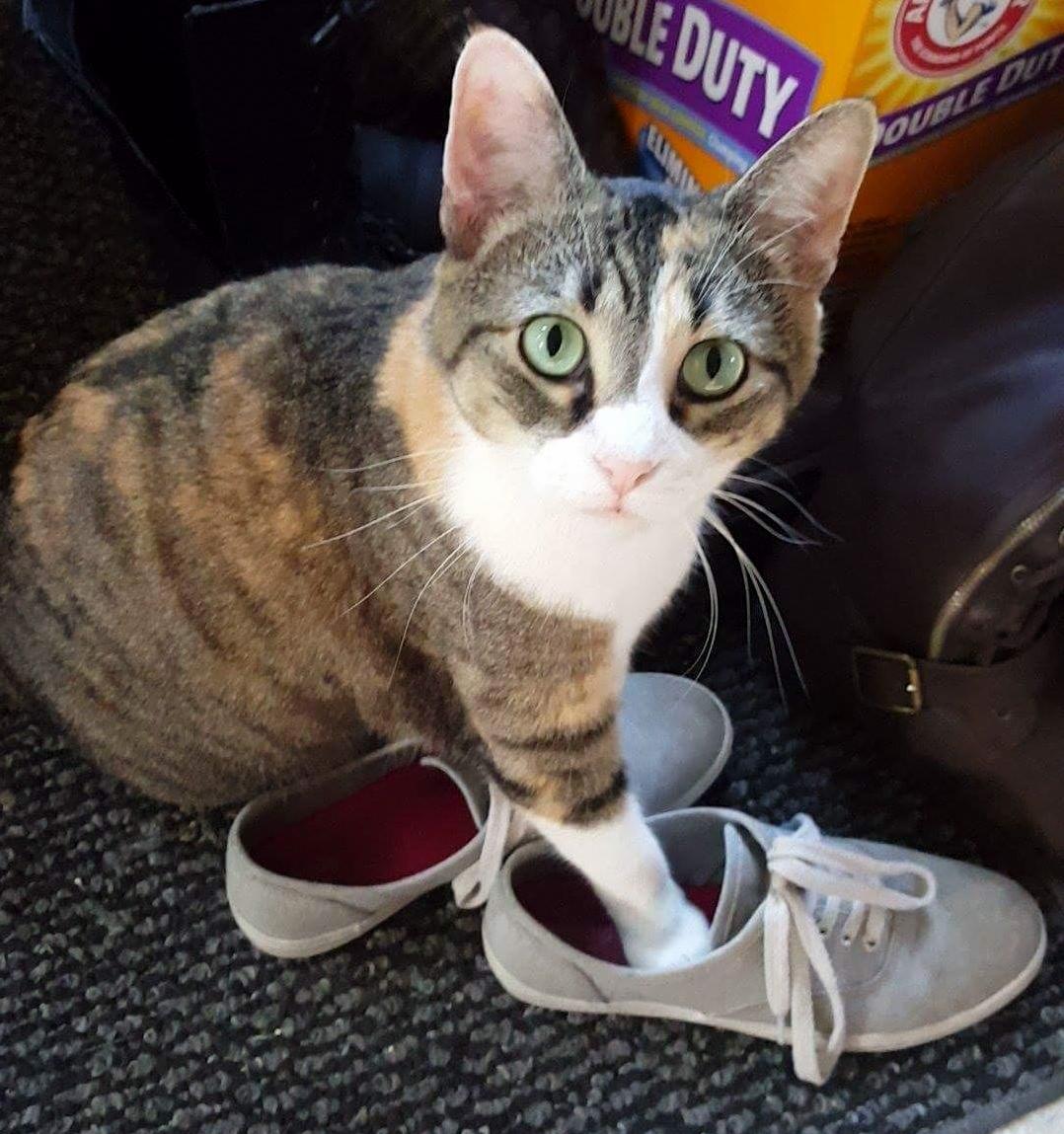 This Is My Shoe Now