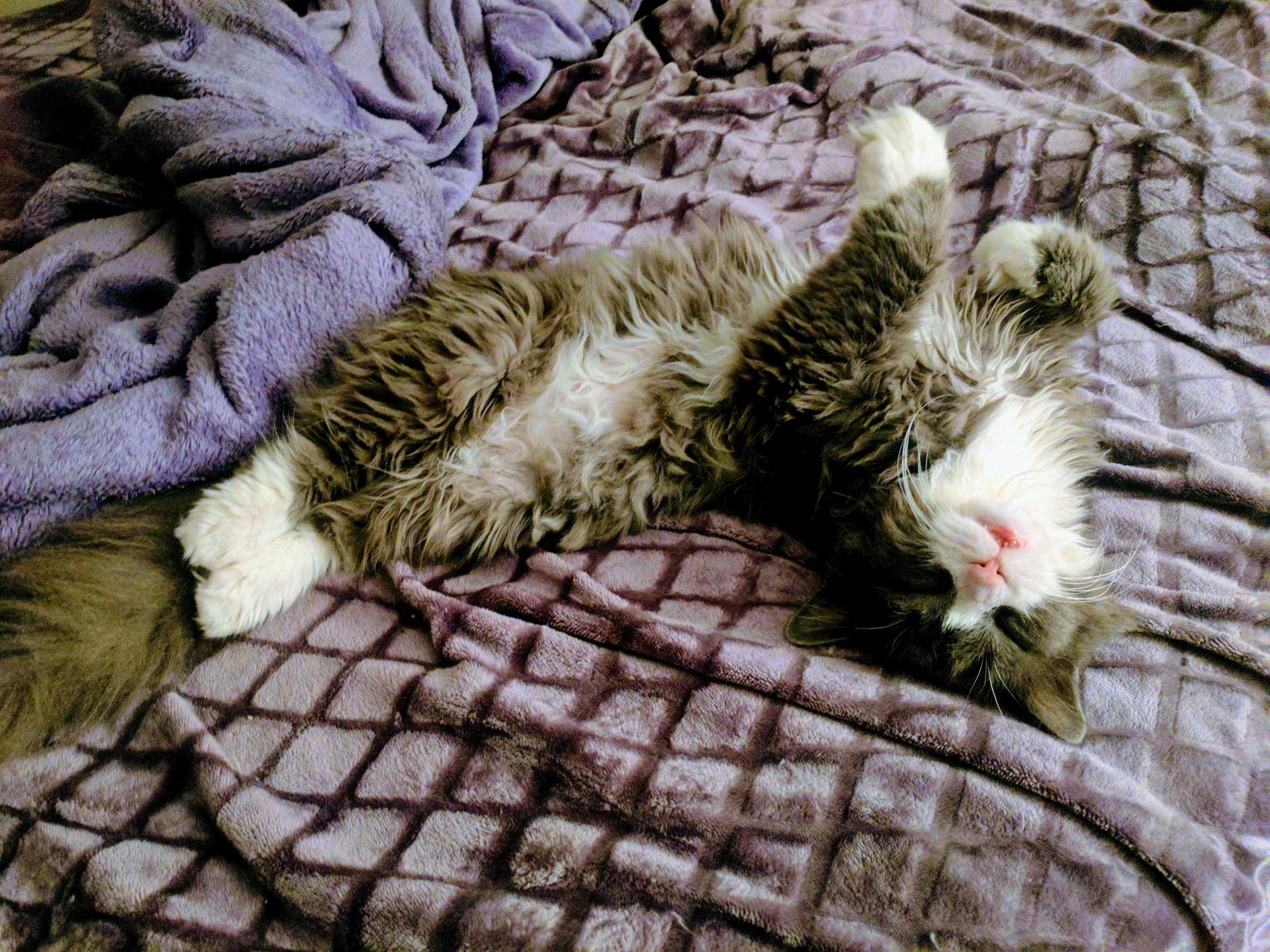 This Is Ollie the Cat That Always Sleeps Like Hes Dead