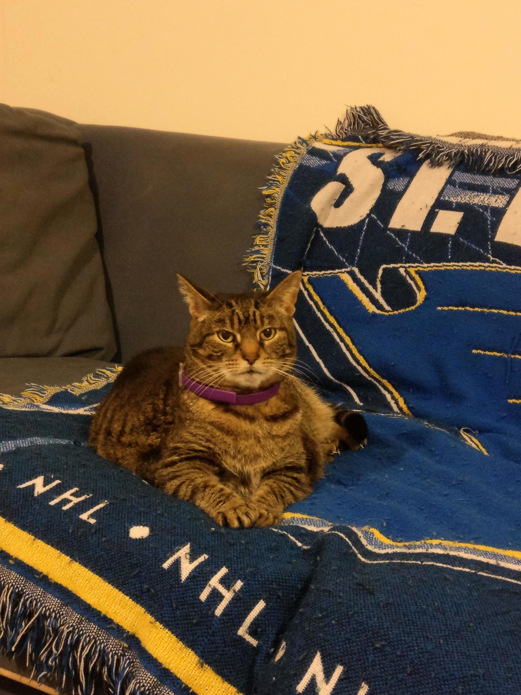 This Is Our Little Girl Purrbles. She Turned 12 Yesterday