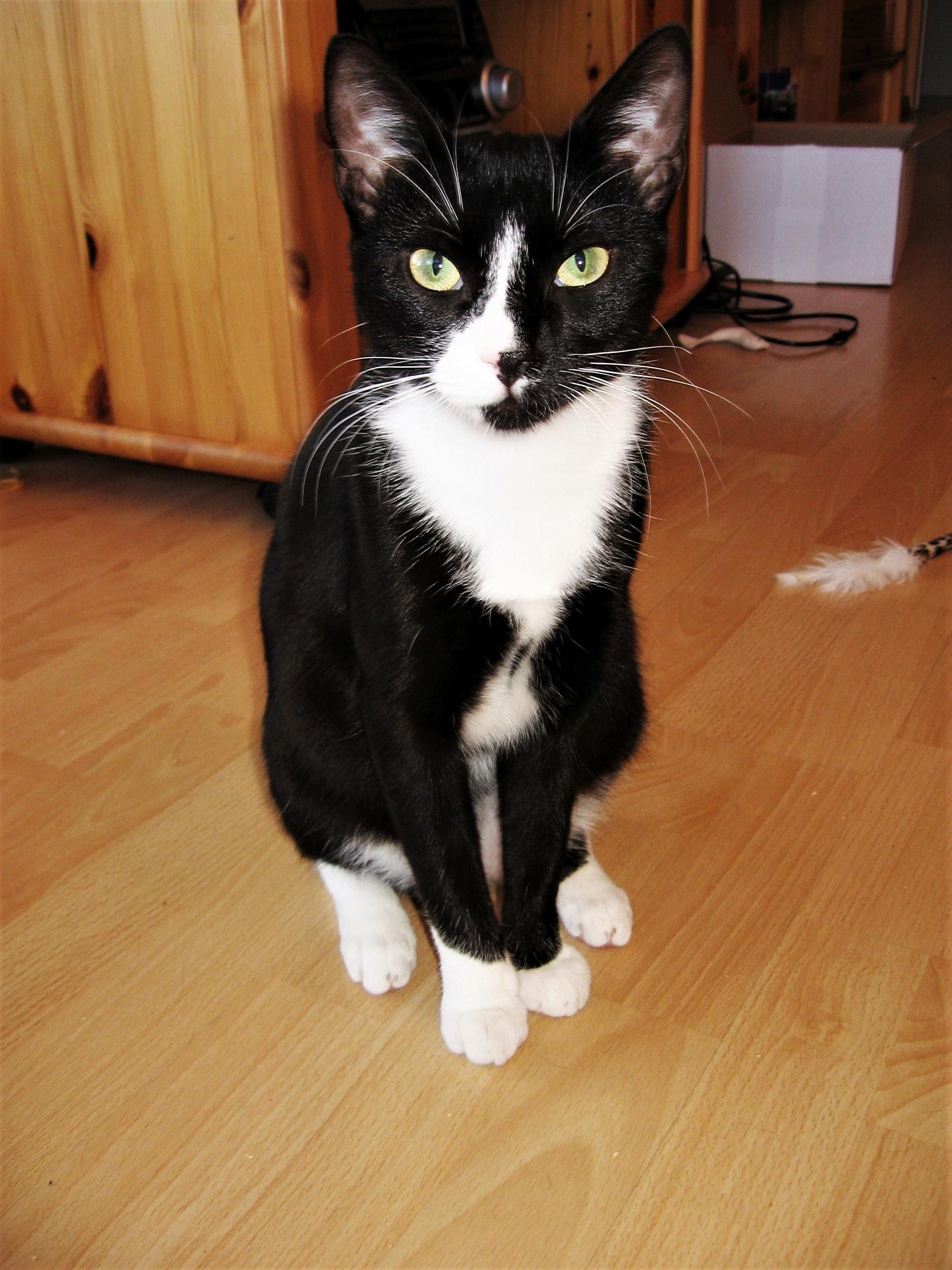 This Is Sansa. She Had Been Rehomed Twice Before She Got Her Forever Home with Me Two Years Ago. I Will Never Understand Why the Others Gave Her Back.
