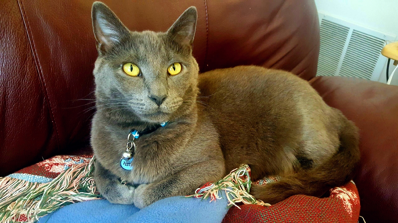 This Is Seymour. He Is a Cat
