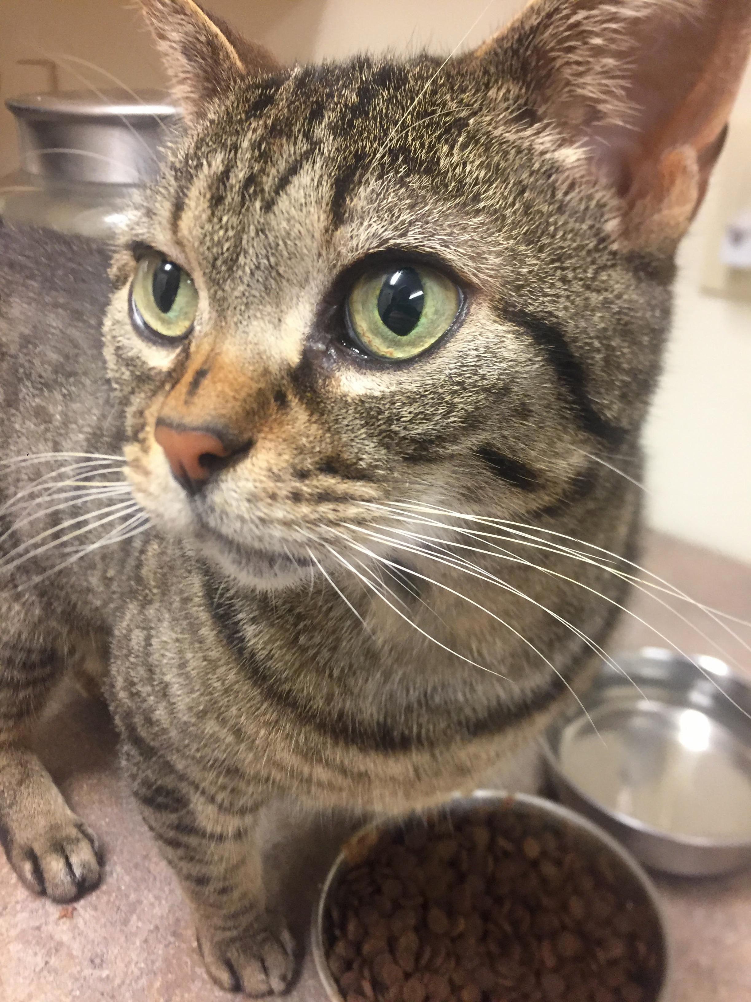 This Is Skipper the Cat of the Owners Im Housesitting For. Skipper Will Only Eat If Im Standing Over Her and Petting Her Periodically to Reassure Her Im Still There.