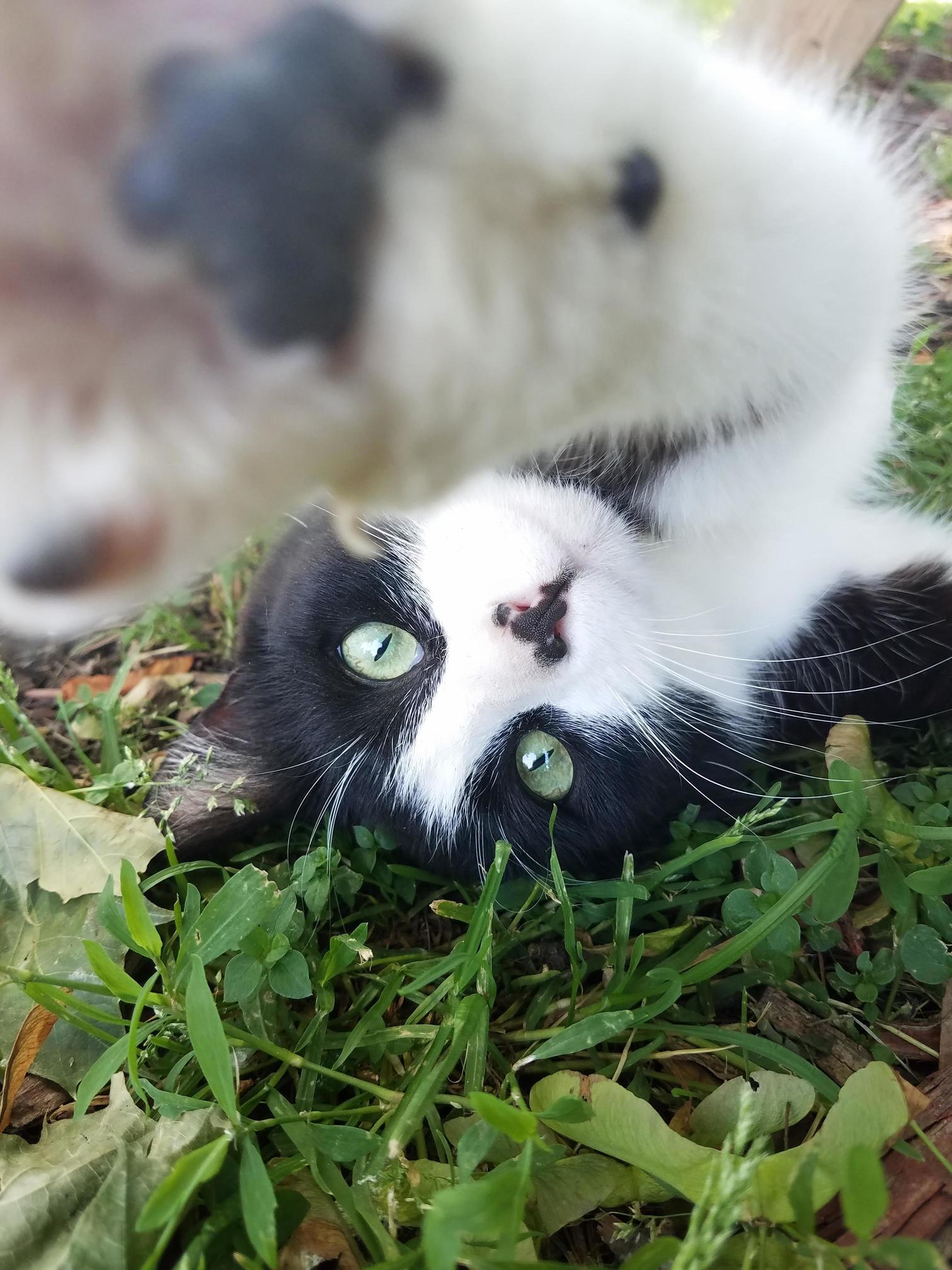 This Is Skunk. Skunk This Is .