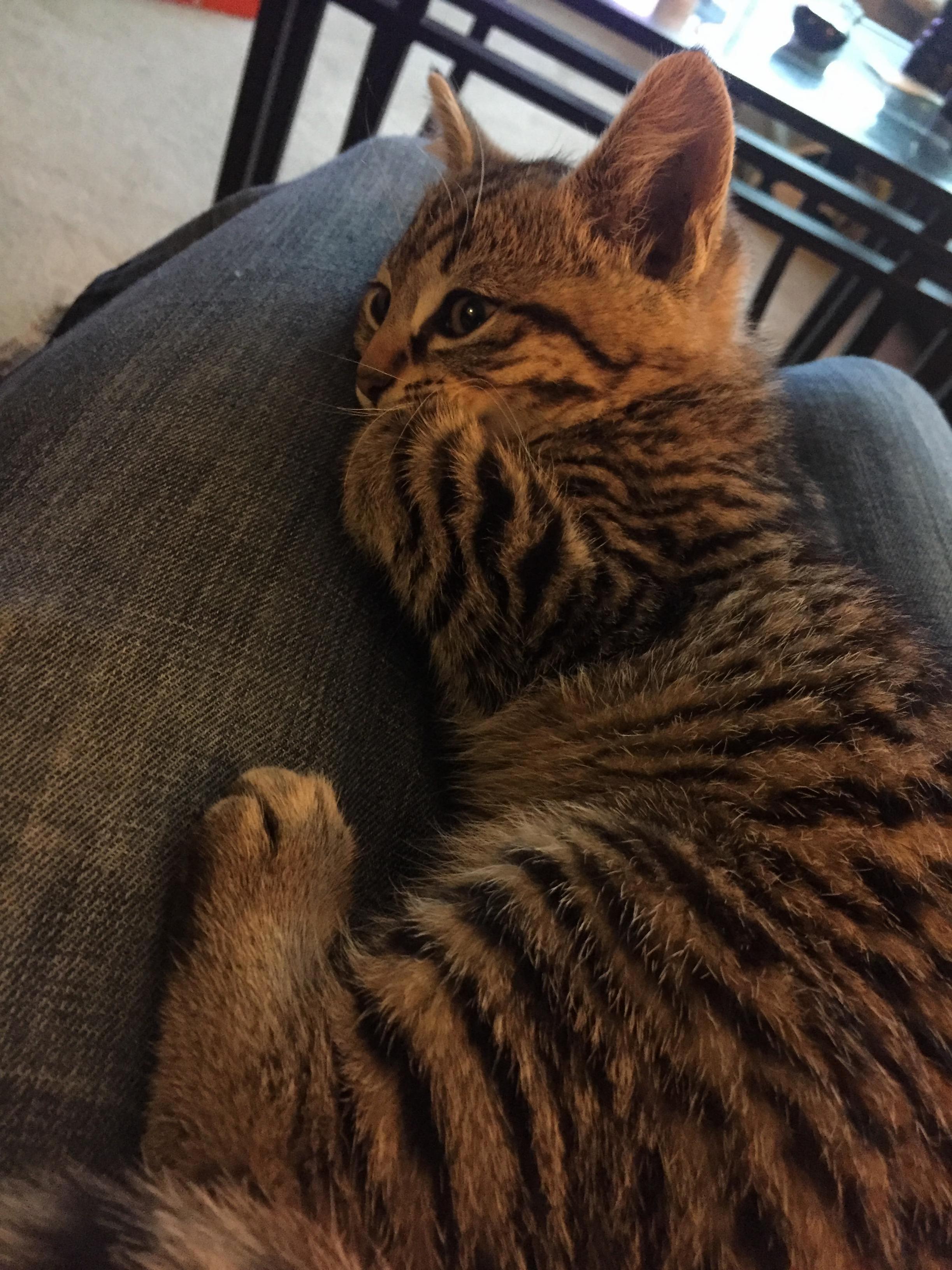 This Is Sophia a Stray Kitten I Gladly Offered to Give a Home to