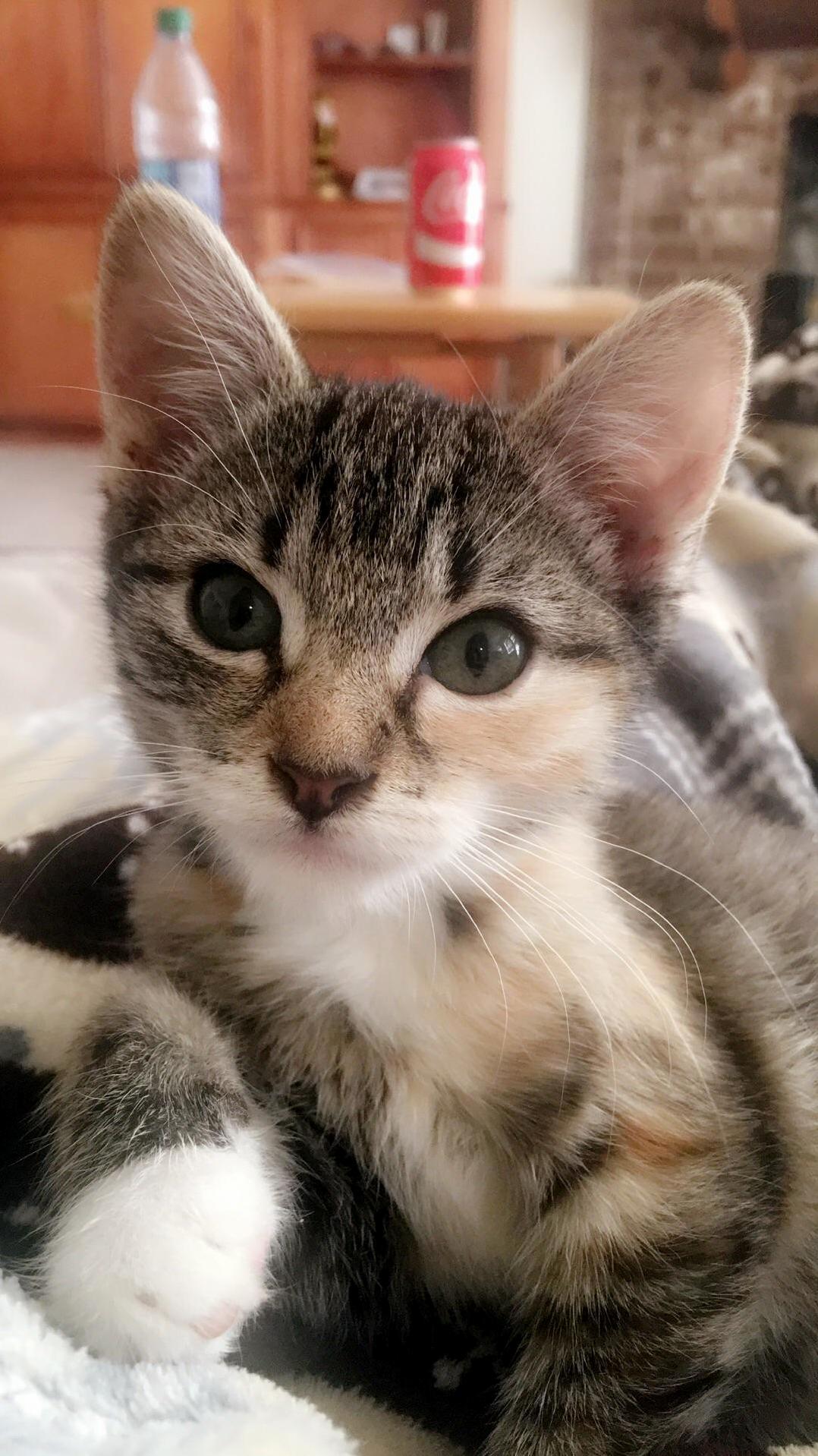 This Is Temperance. I Rescued Her and Her Brother Xerces from the Pound. I Am Convinced She Is Actually an Angel.