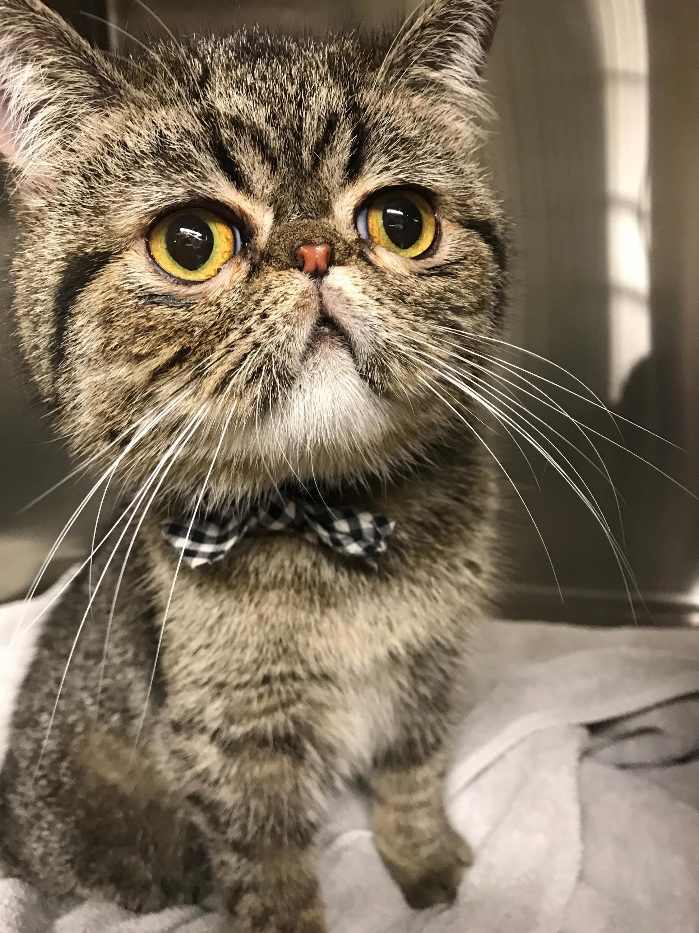 This Is the Fakest Looking Real Cat I Ve Ever Seen. Hes Adorable.