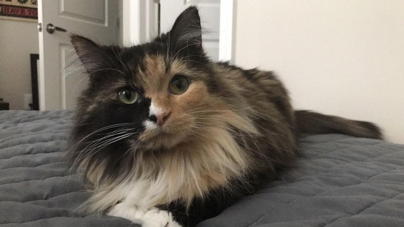This Is the Look I Get Every Time I Sit in Bed with Food
